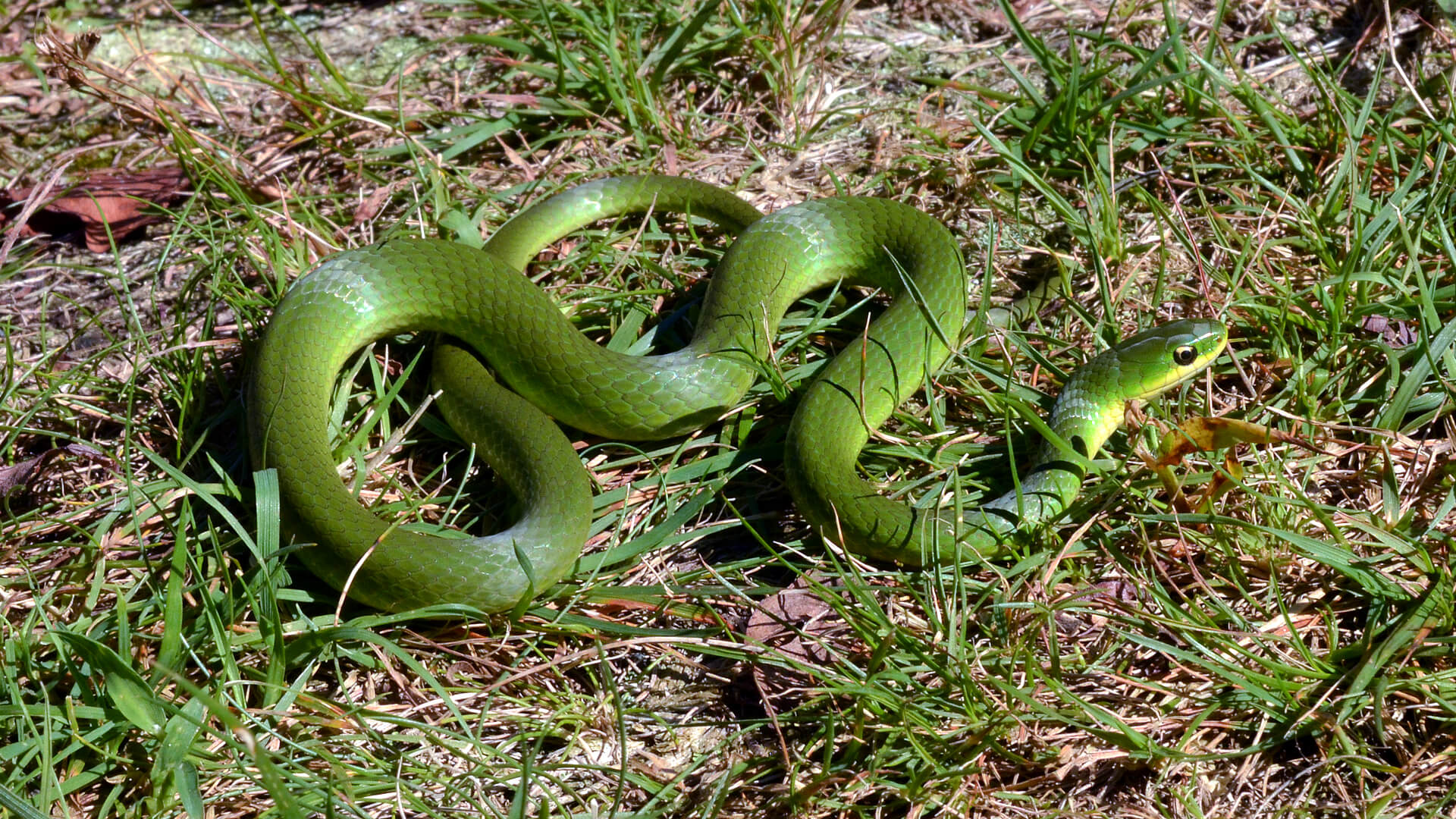 Smooth Green Snake