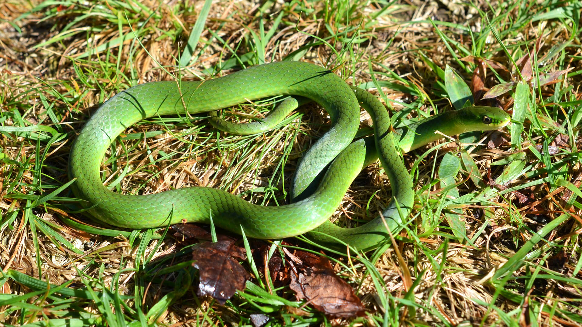 Smooth Green Snake