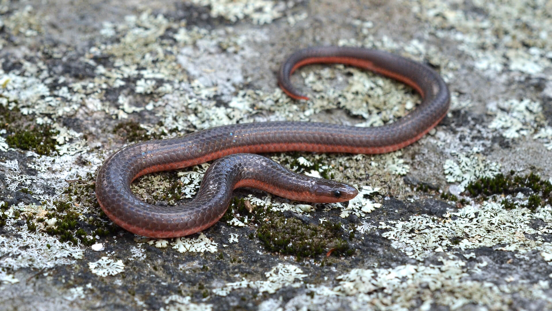 Worm Snake