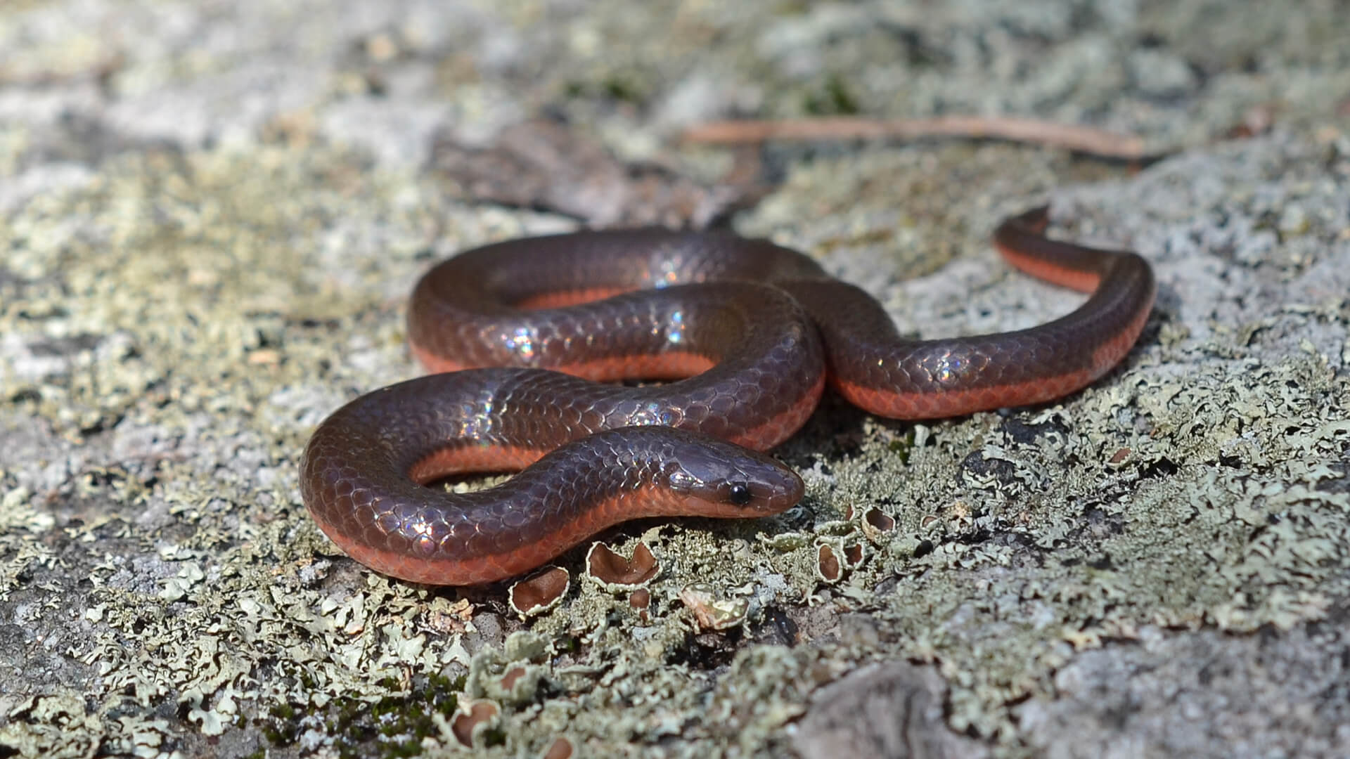 Worm Snake