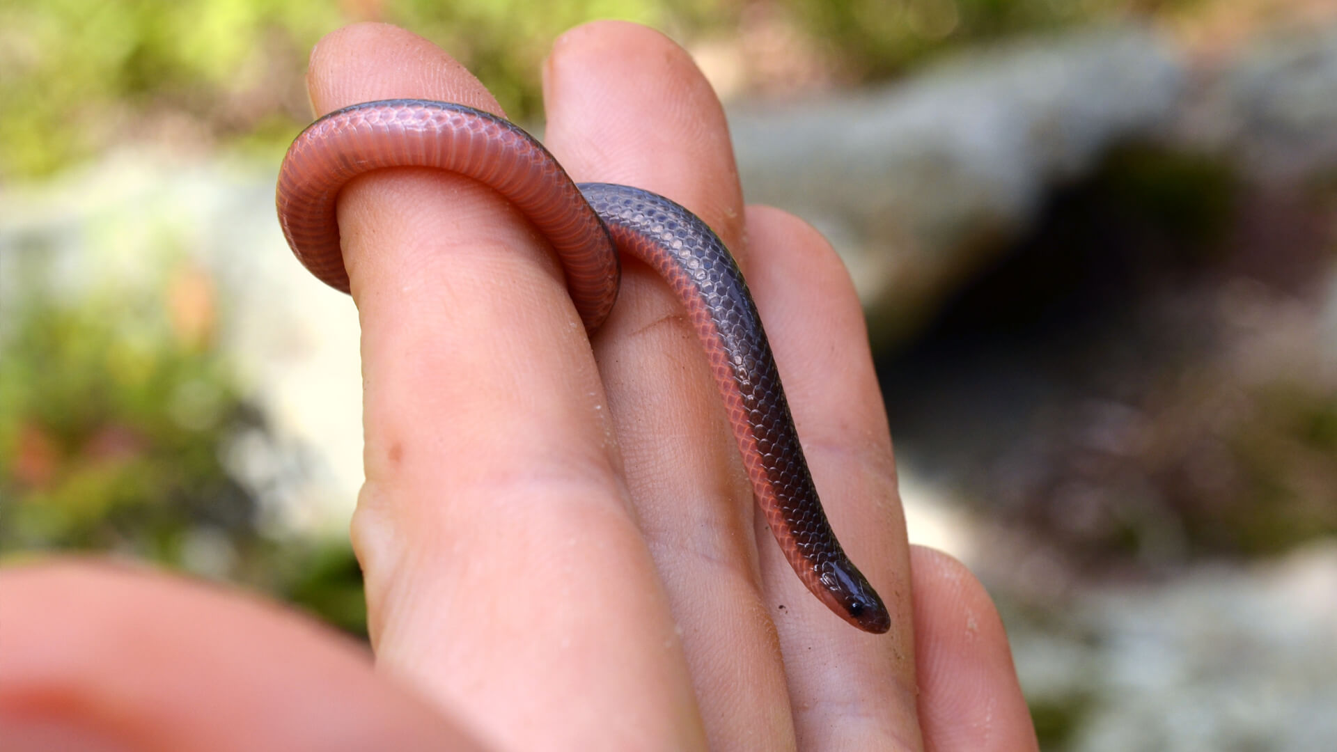 Worm Snake