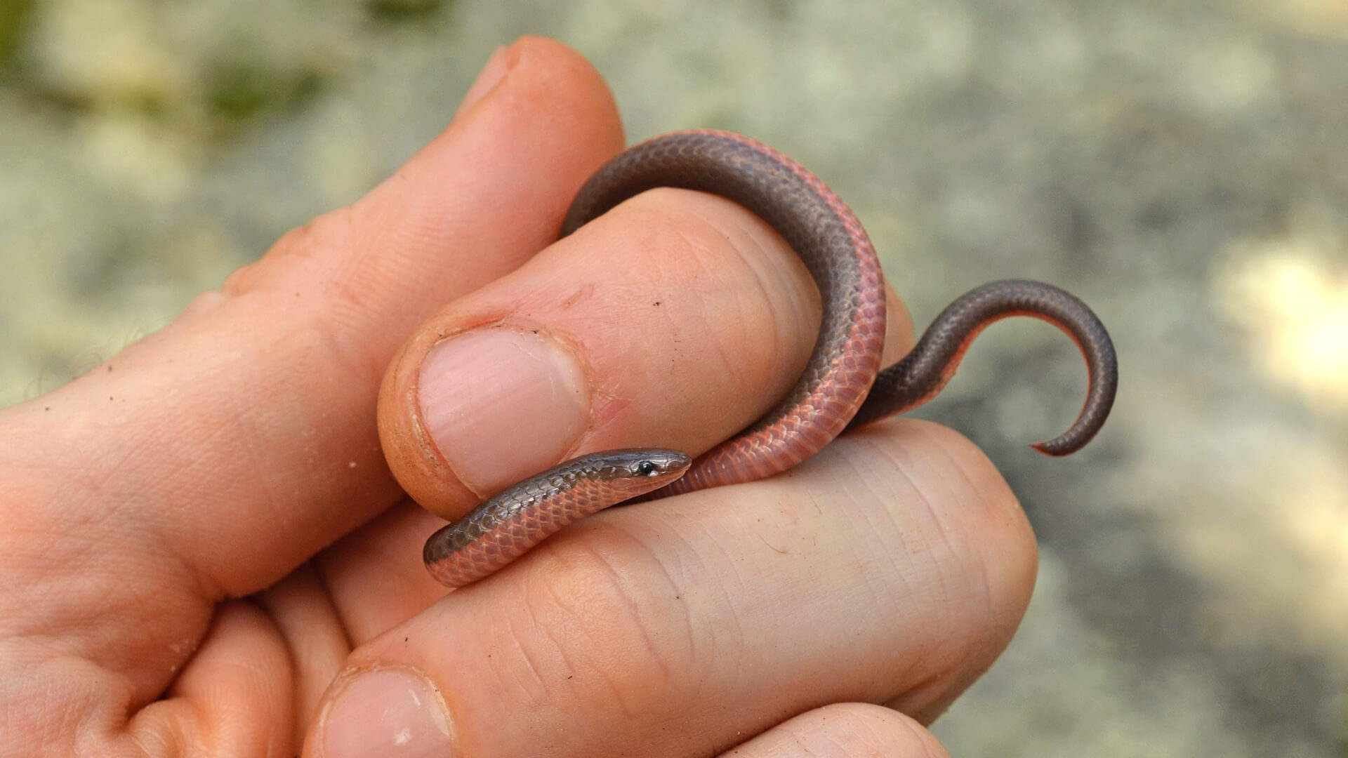 Worm Snake