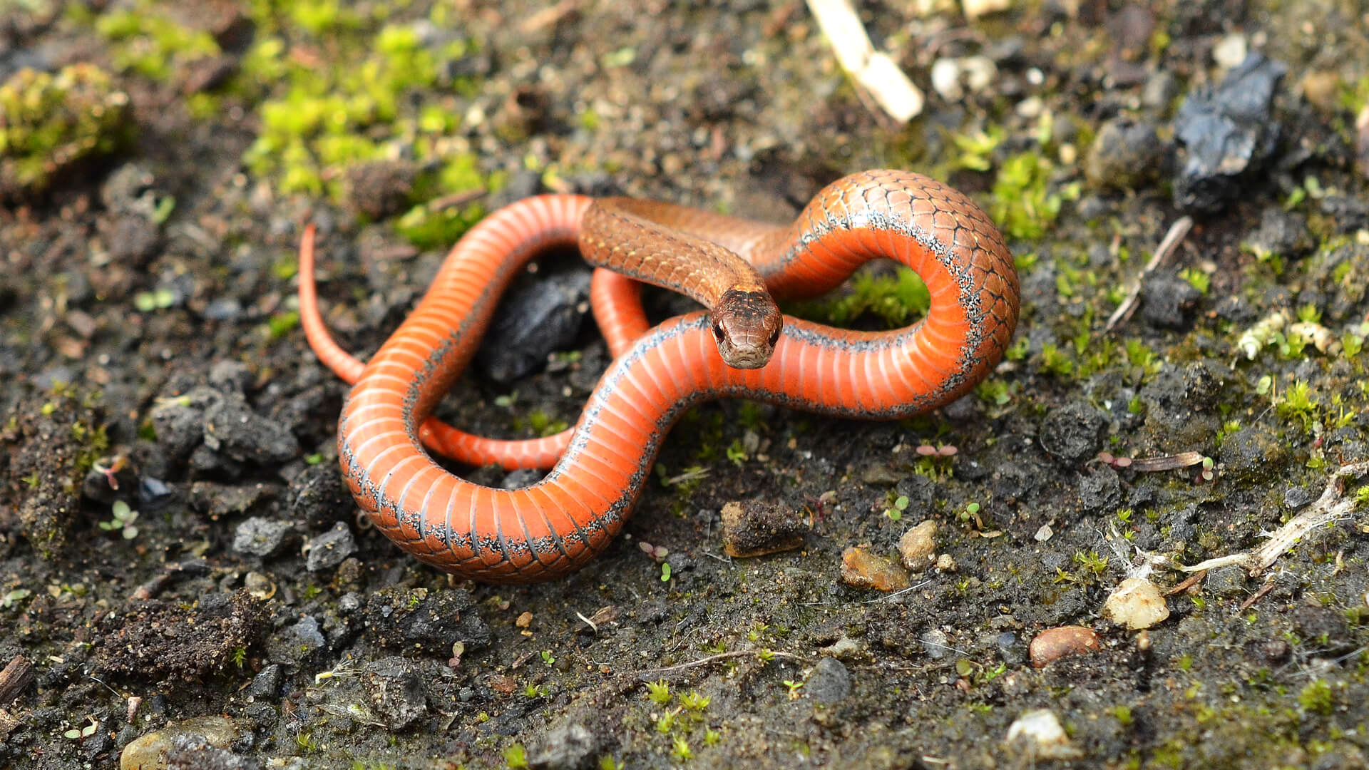 Redbelly Snake