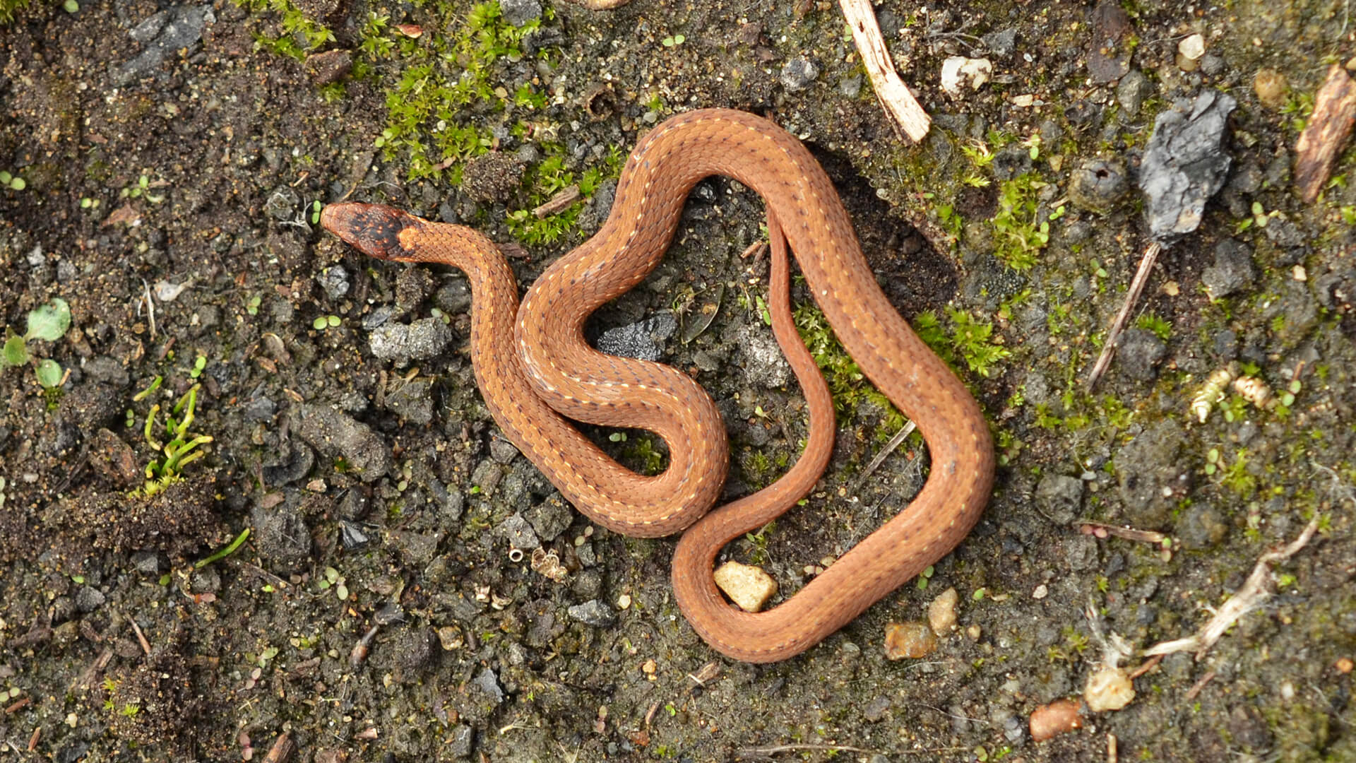 Redbelly Snake
