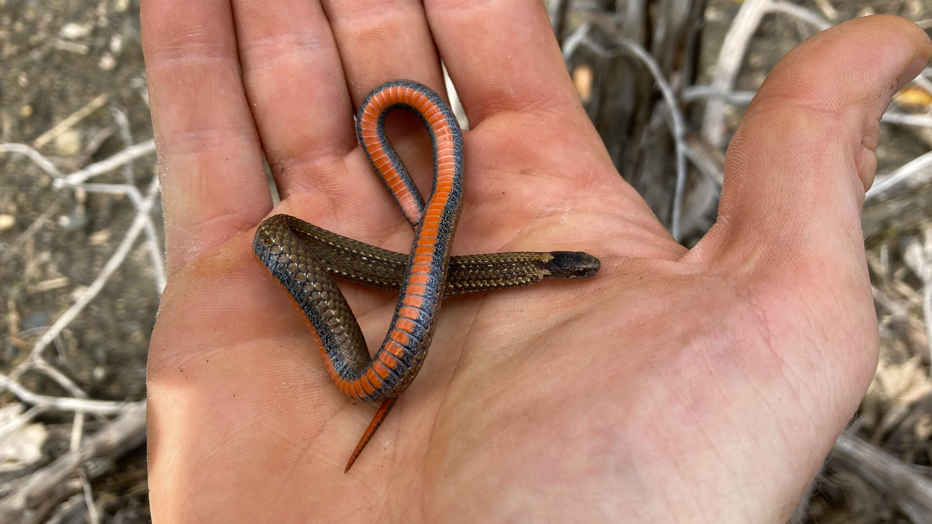 Redbelly Snake