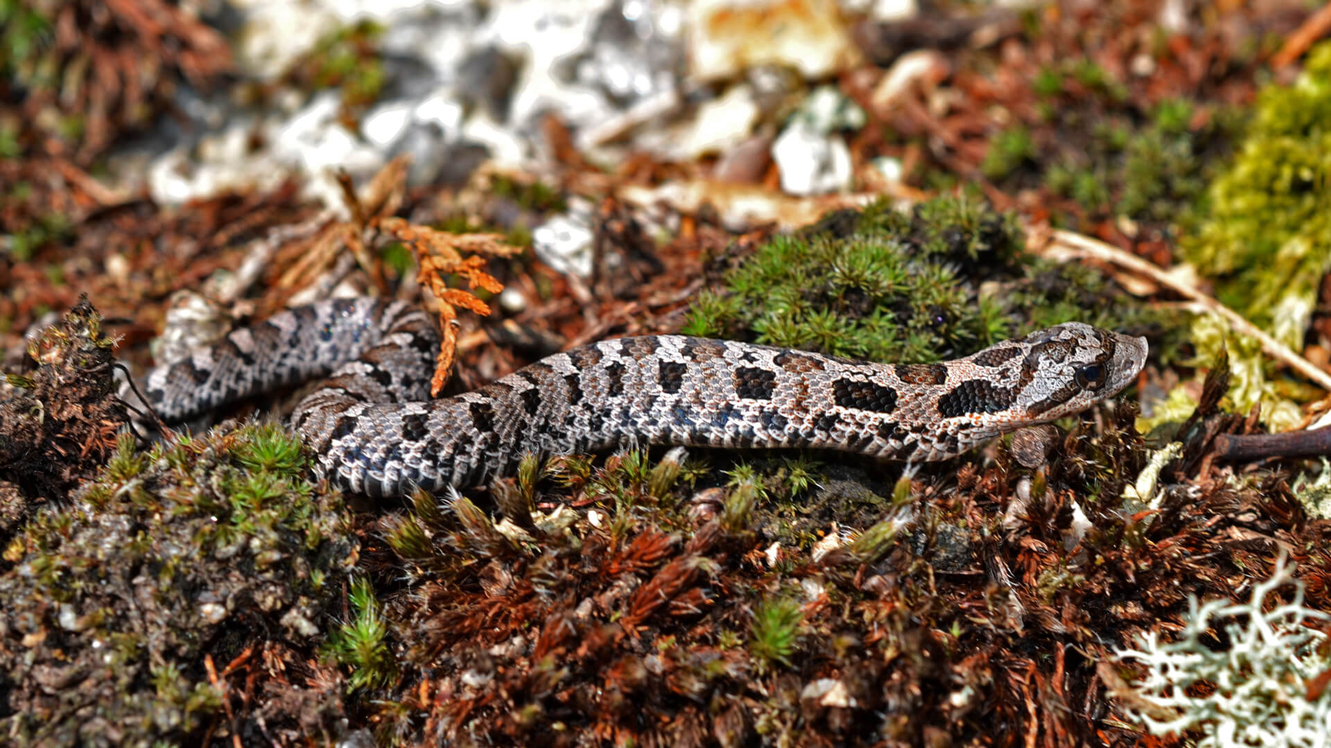 Hognose snake