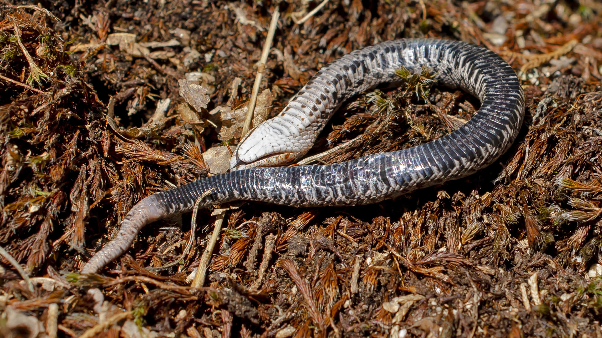 Hognose snake feigning death