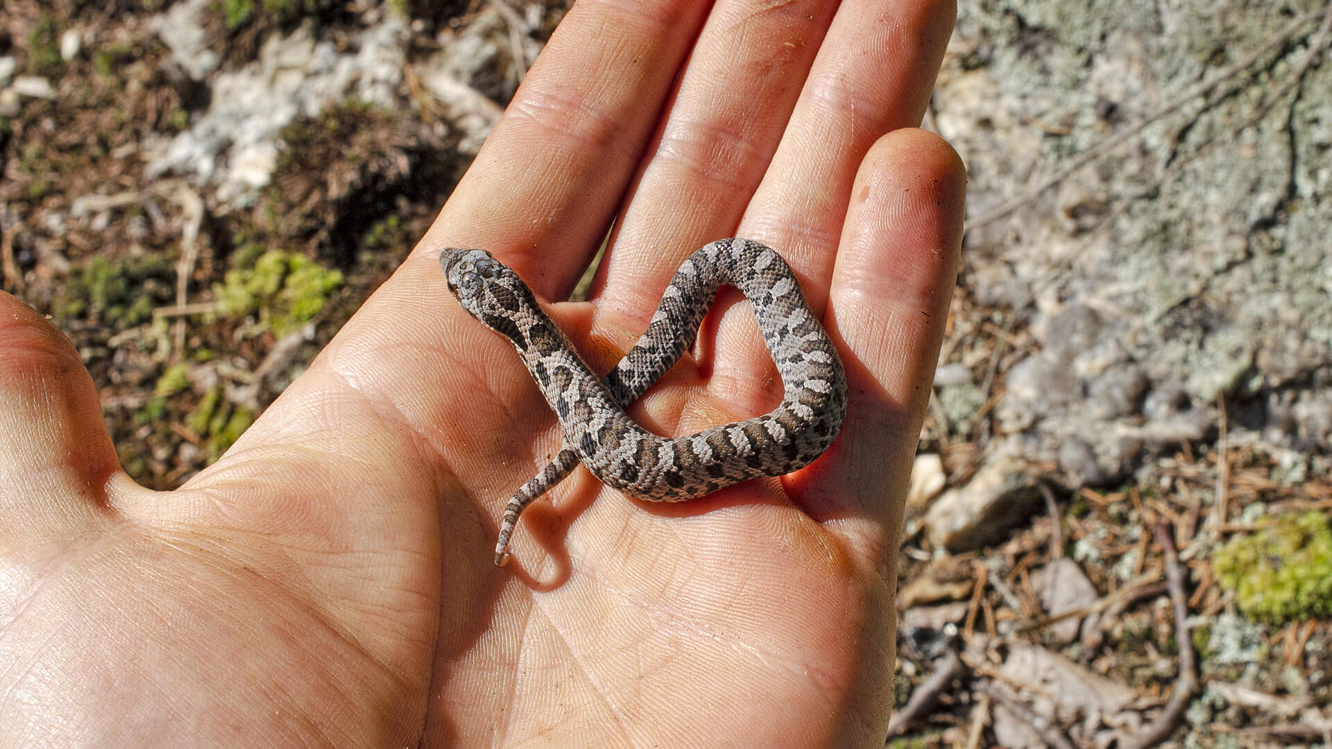 Hognose snake