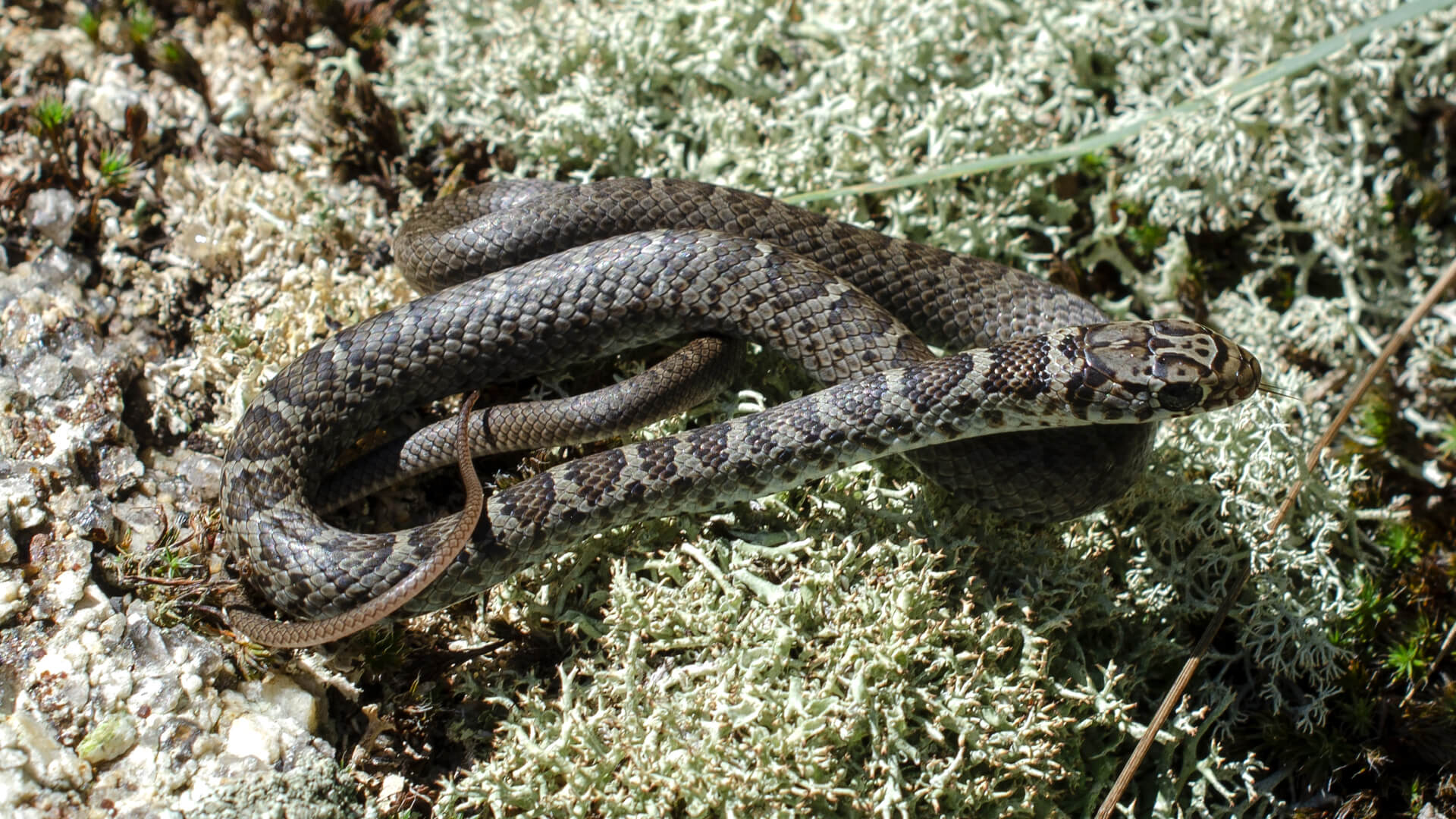 Juvenile Black Racer