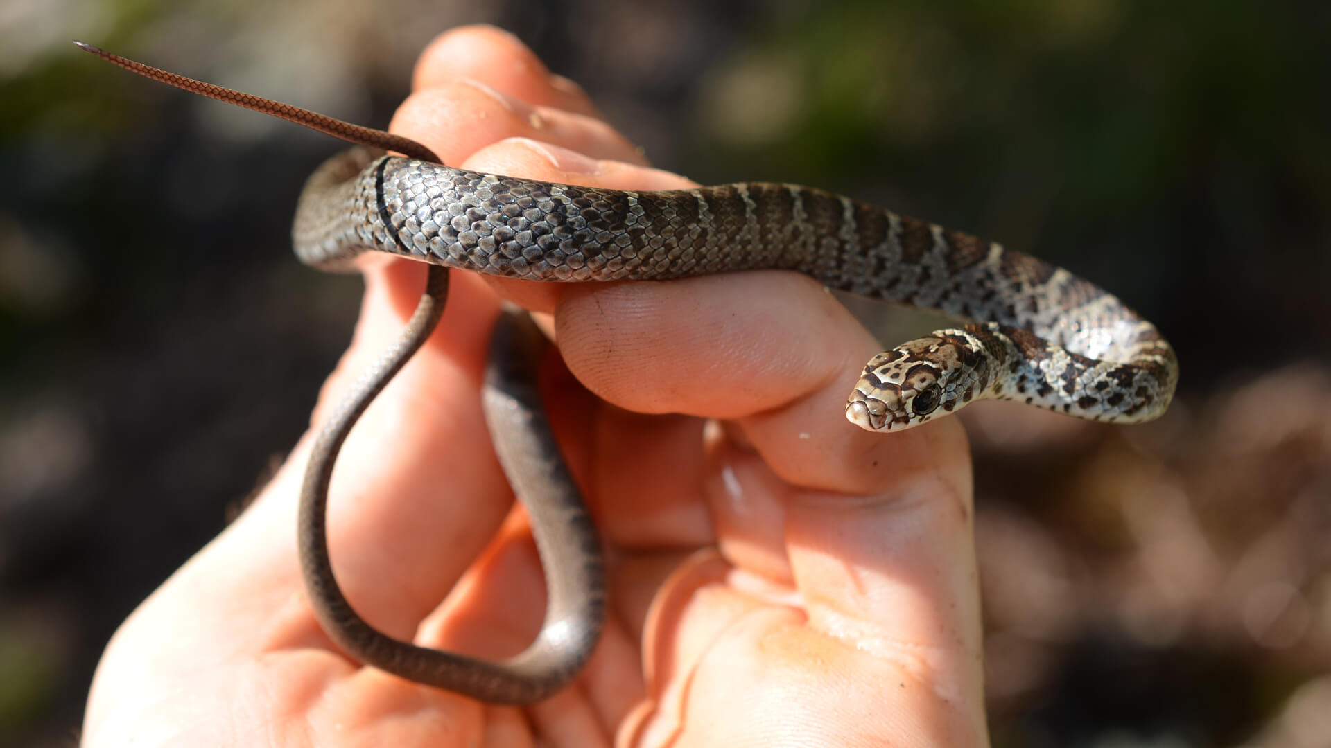 Juvenile Black Racer