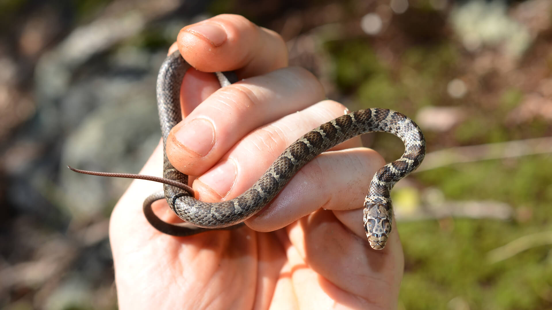 Juvenile Black Racer