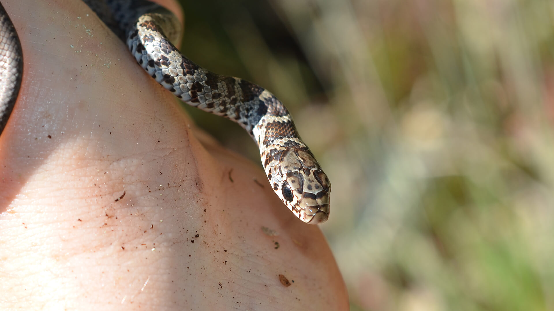 Juvenile Black Racer