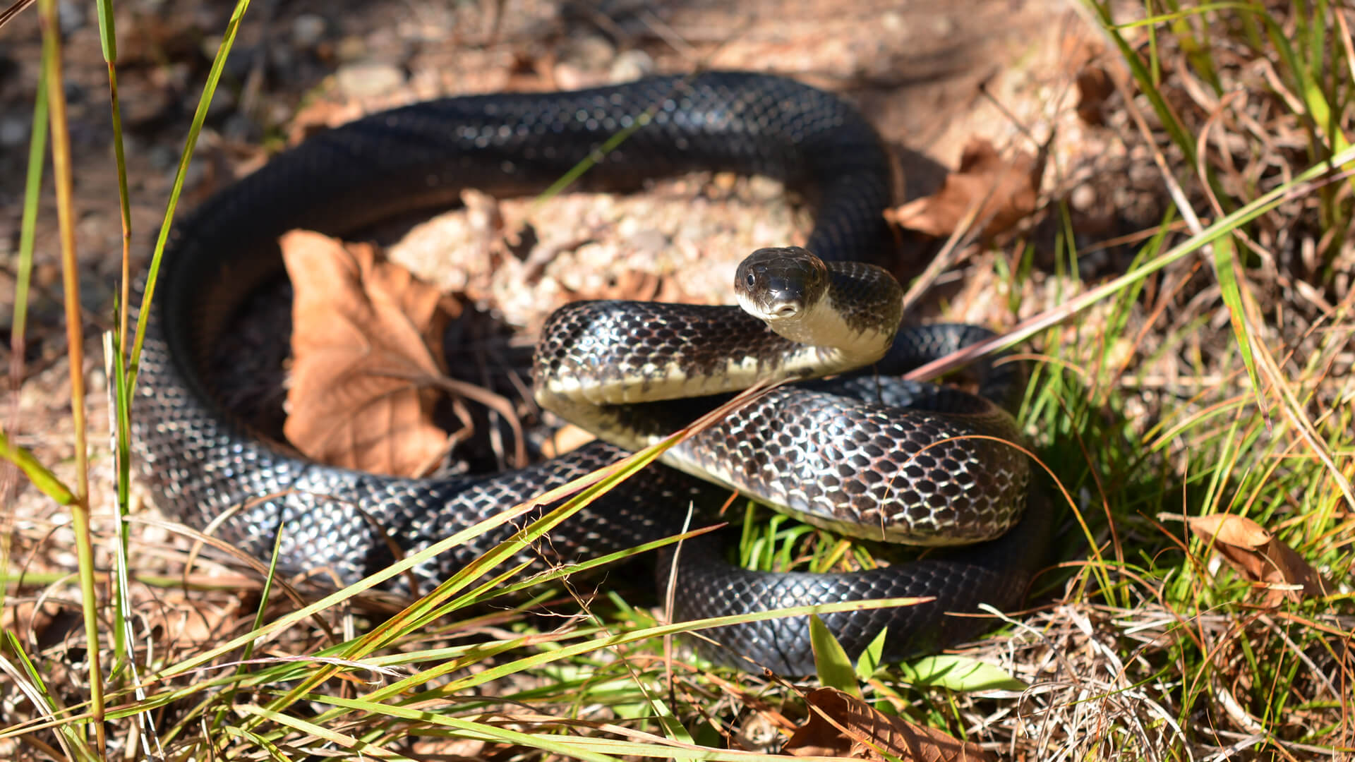 Rat snake