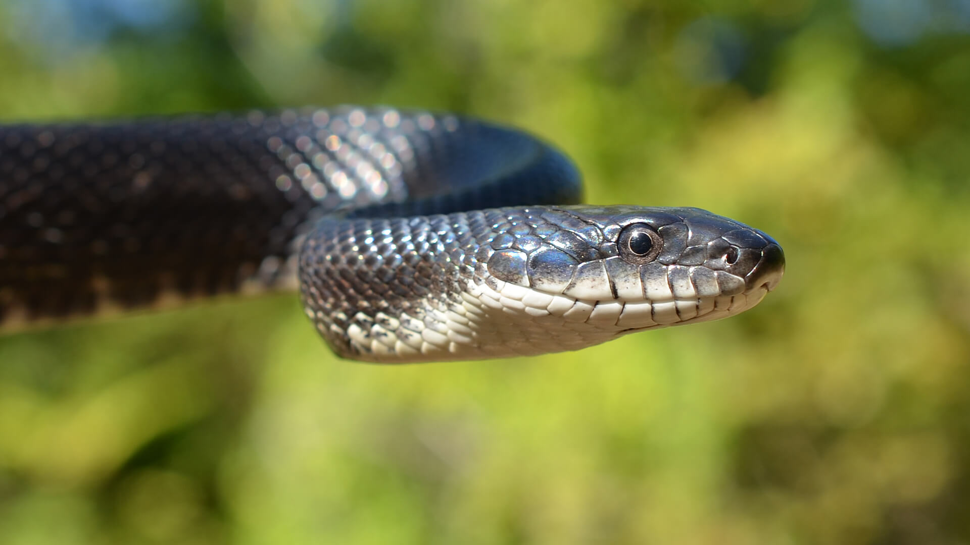 Rat snake