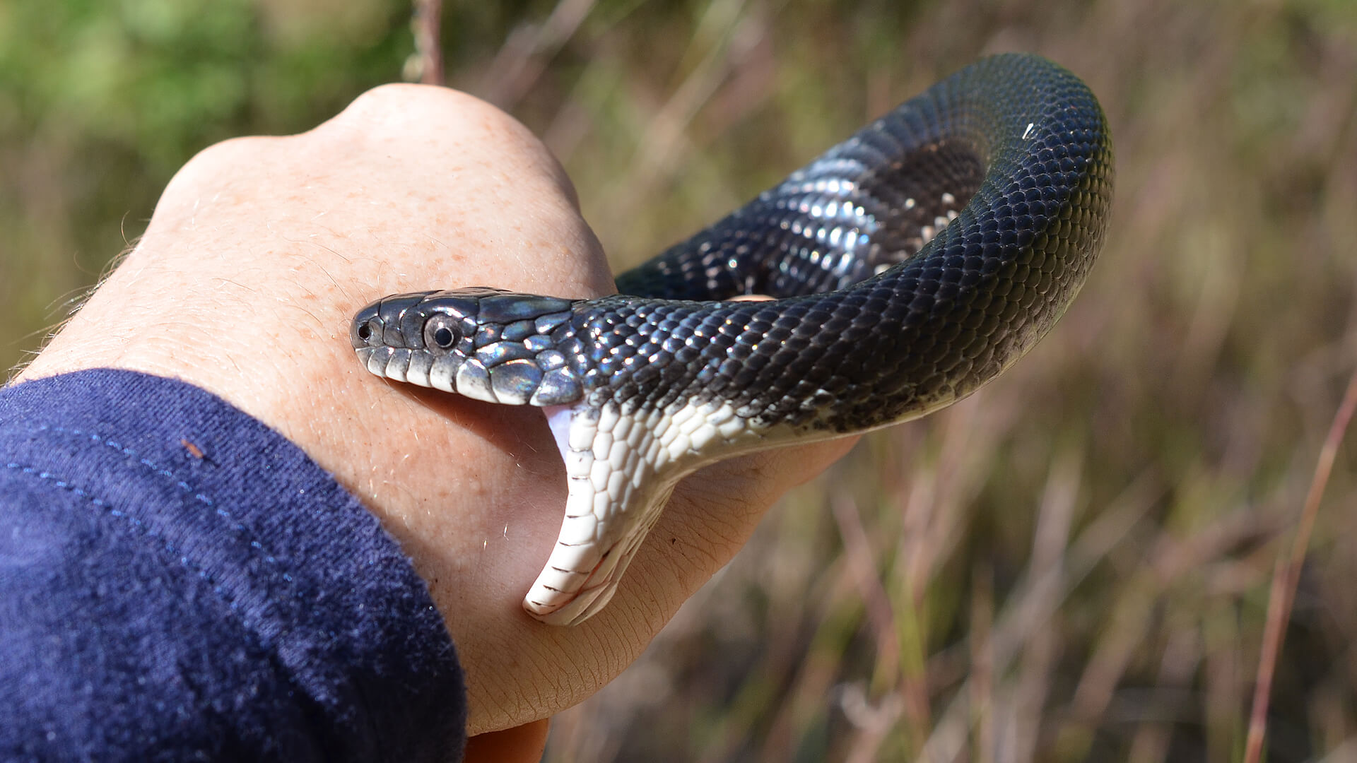 Rat snake