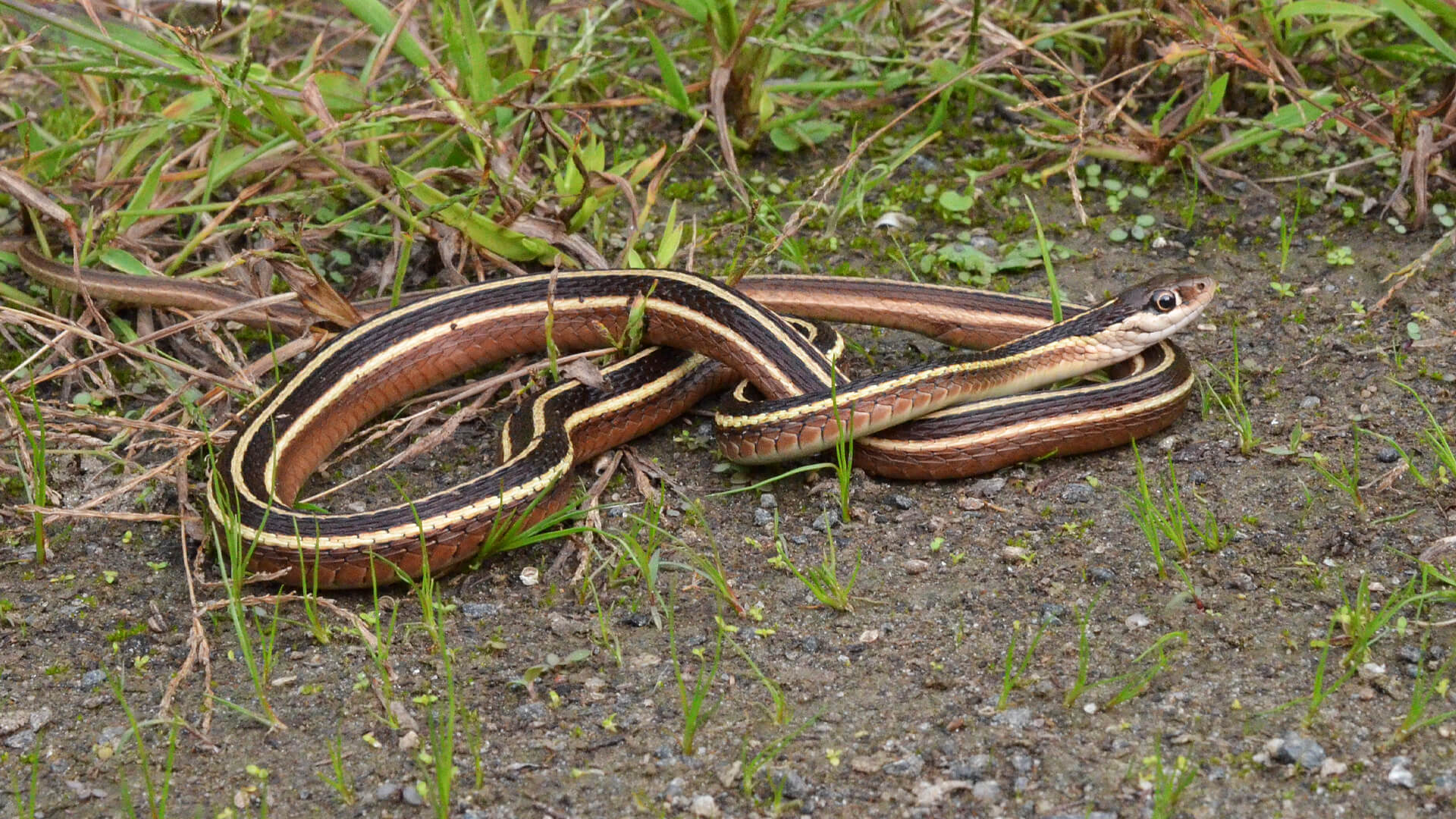 Ribbon Snake