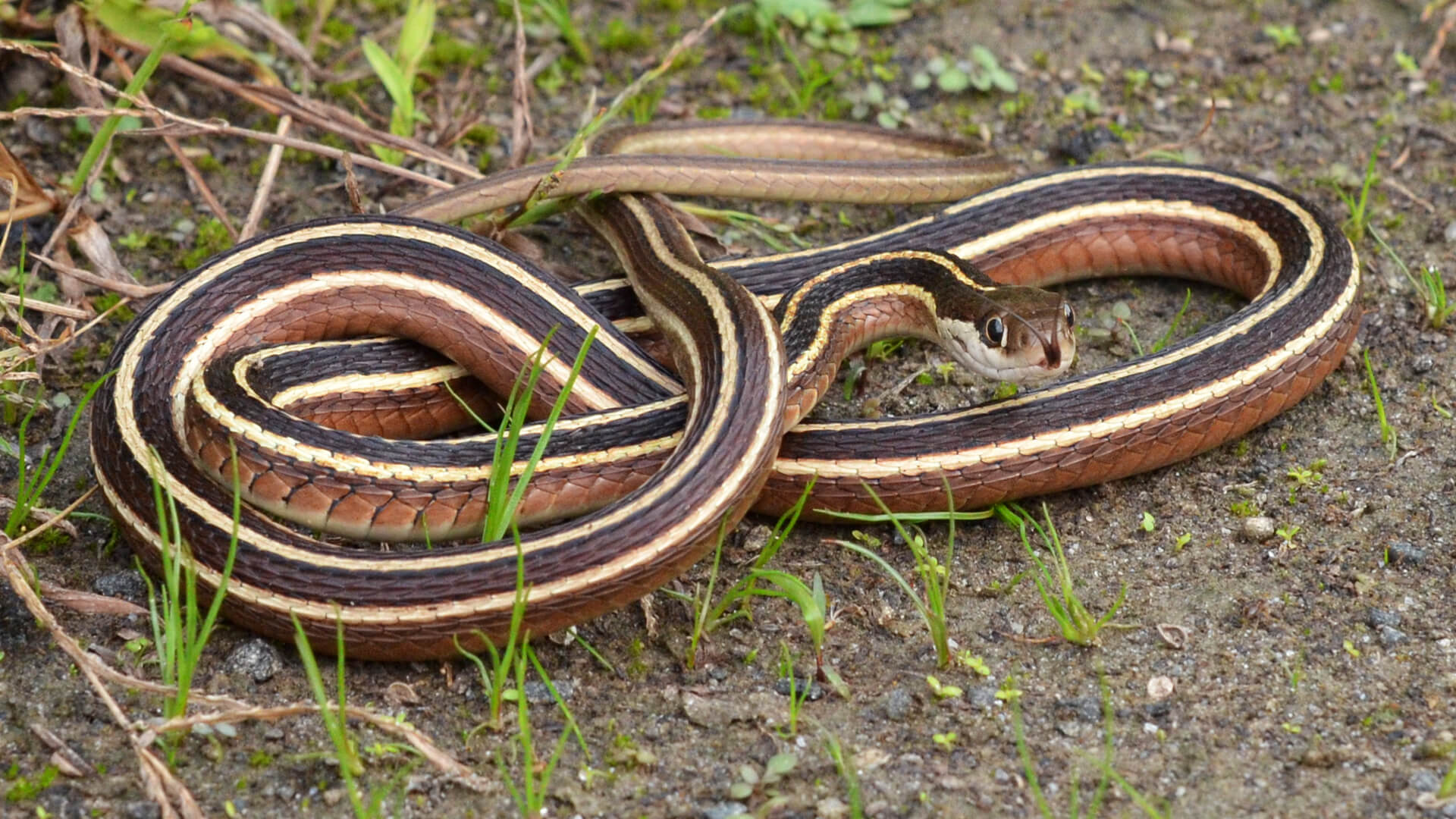 Ribbon Snake