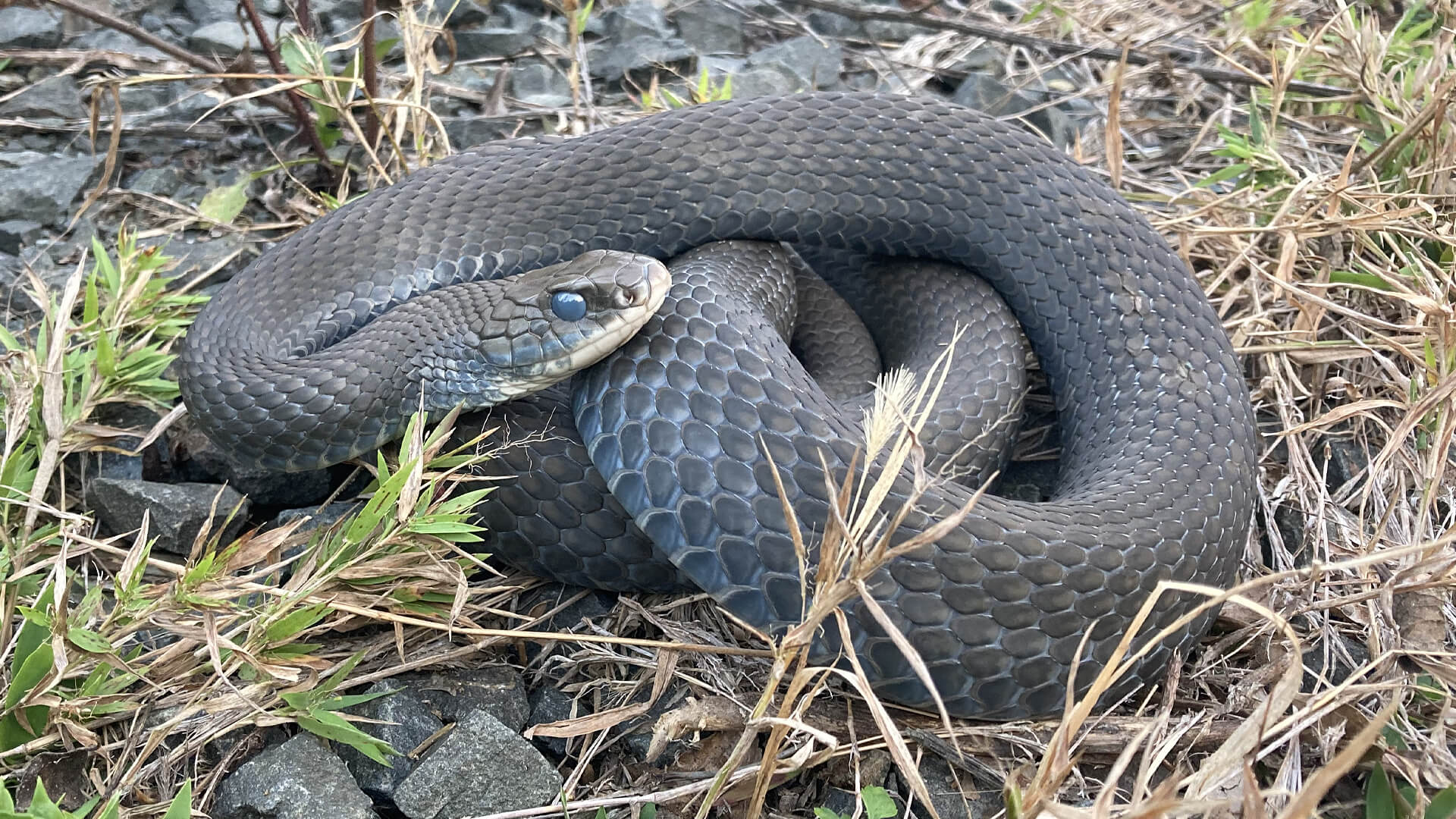 Black Racer