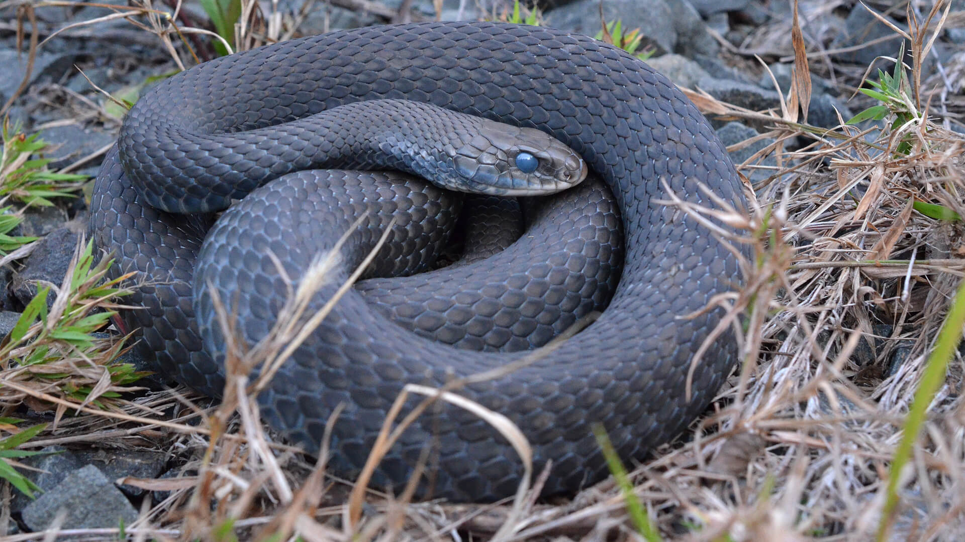 Black Racer