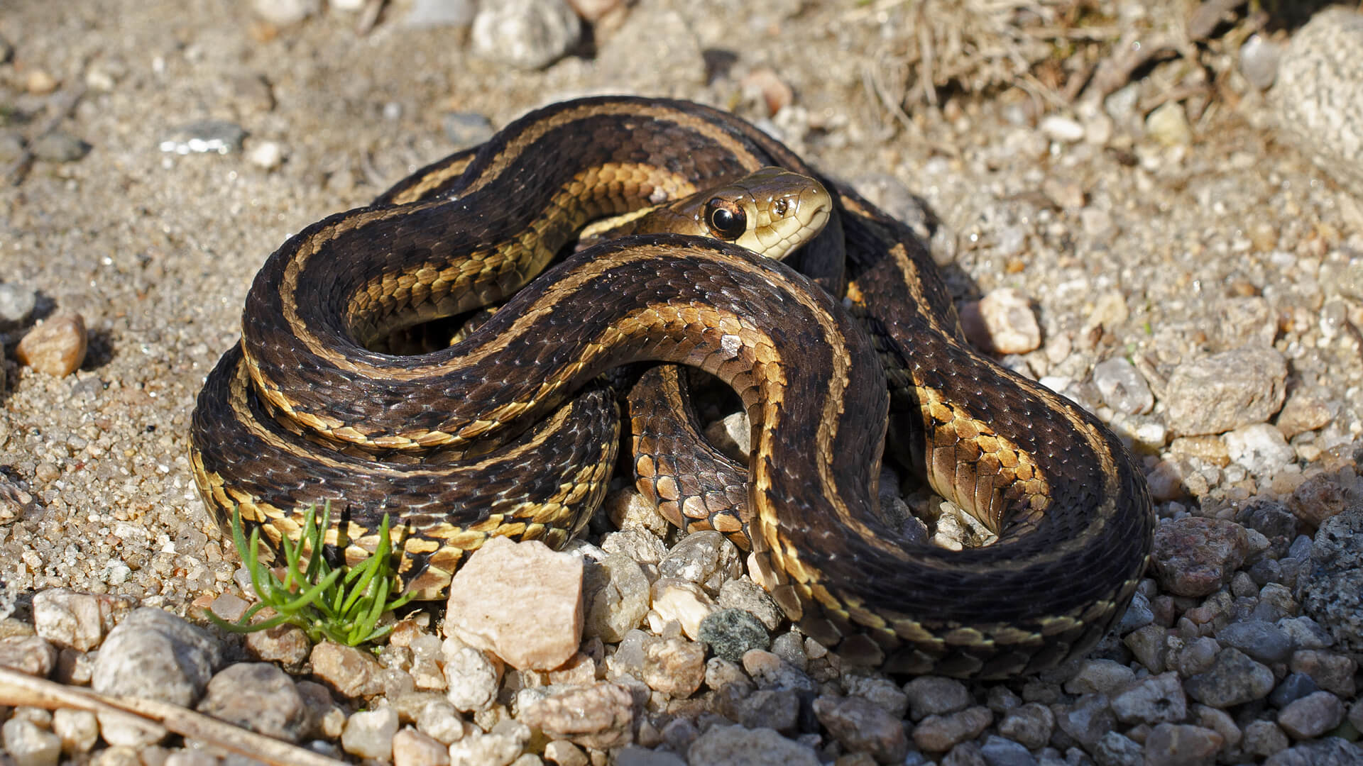 Garter Snake