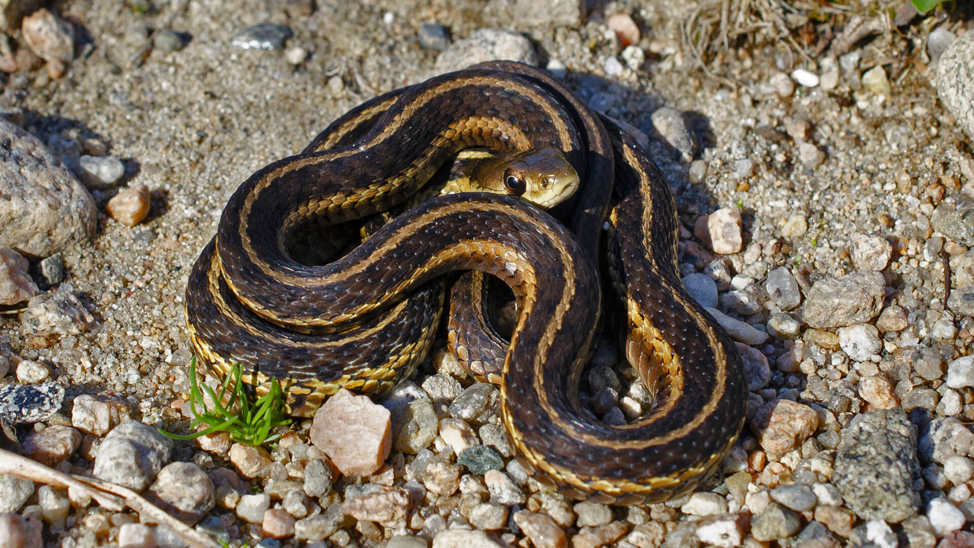 Garter Snake