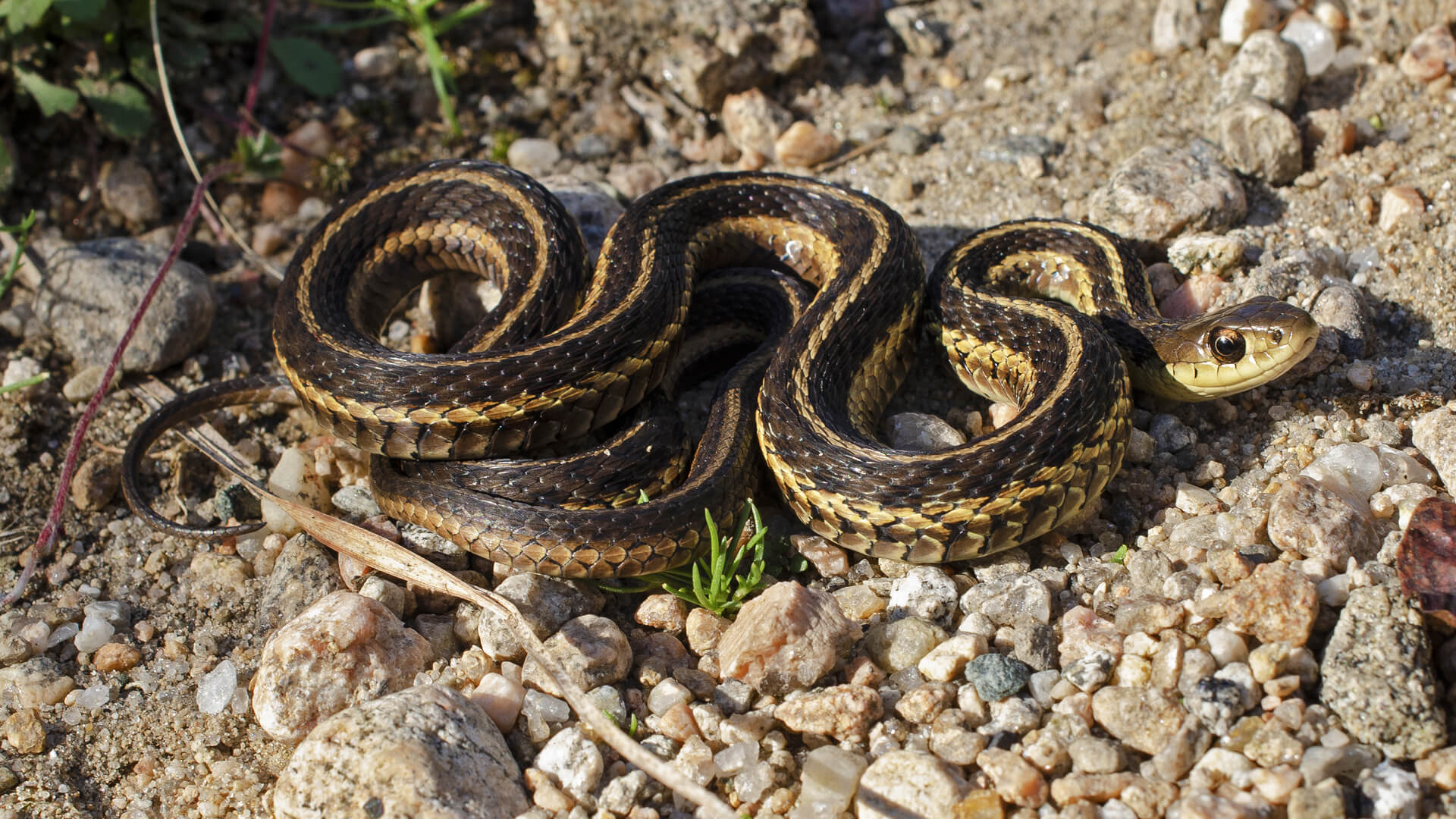 Garter Snake