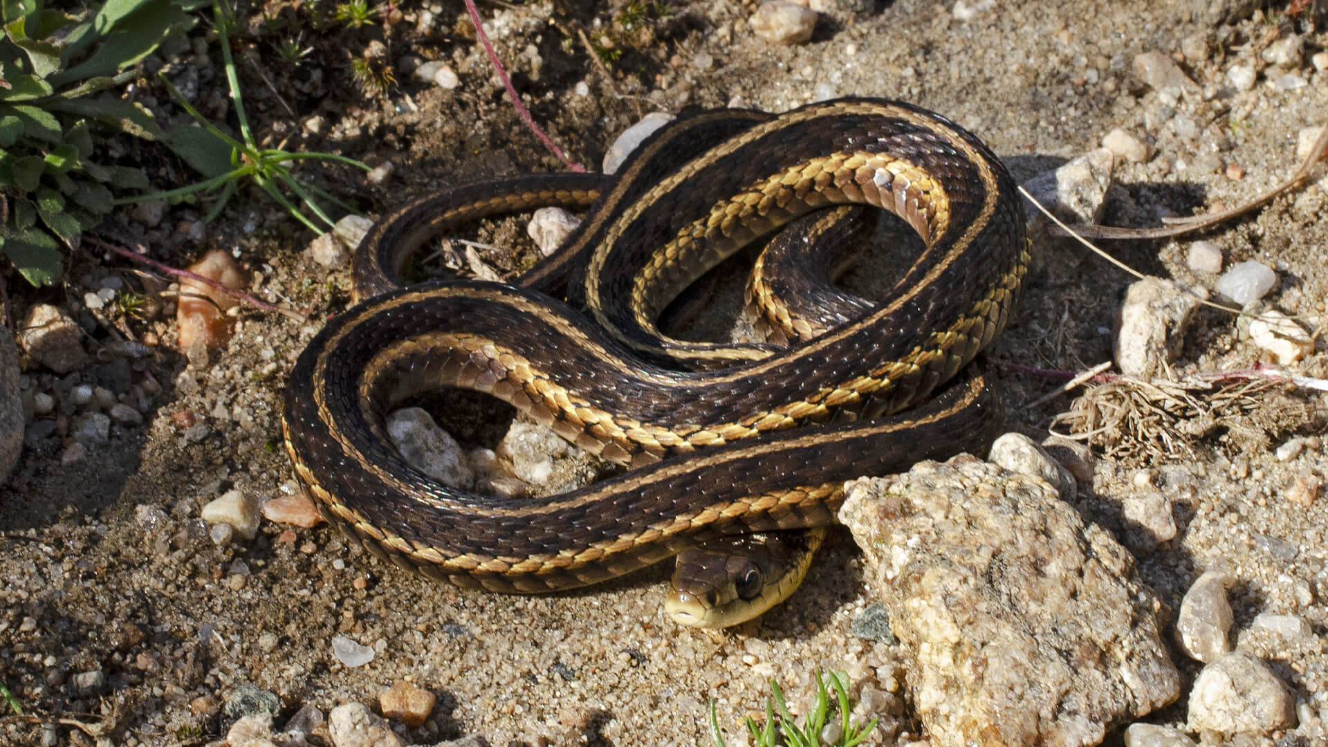 Garter Snake