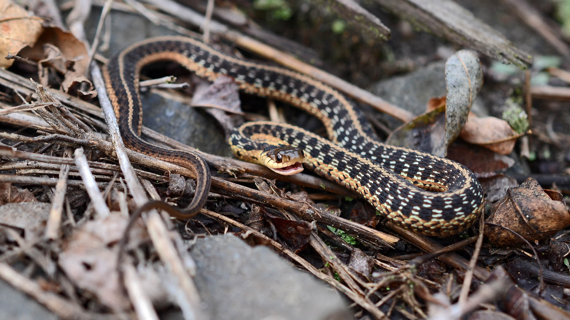 Garter Snake