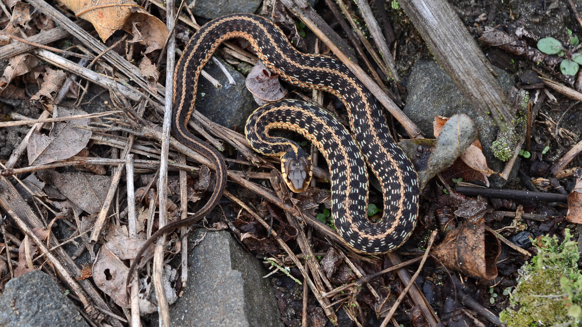 Garter Snake