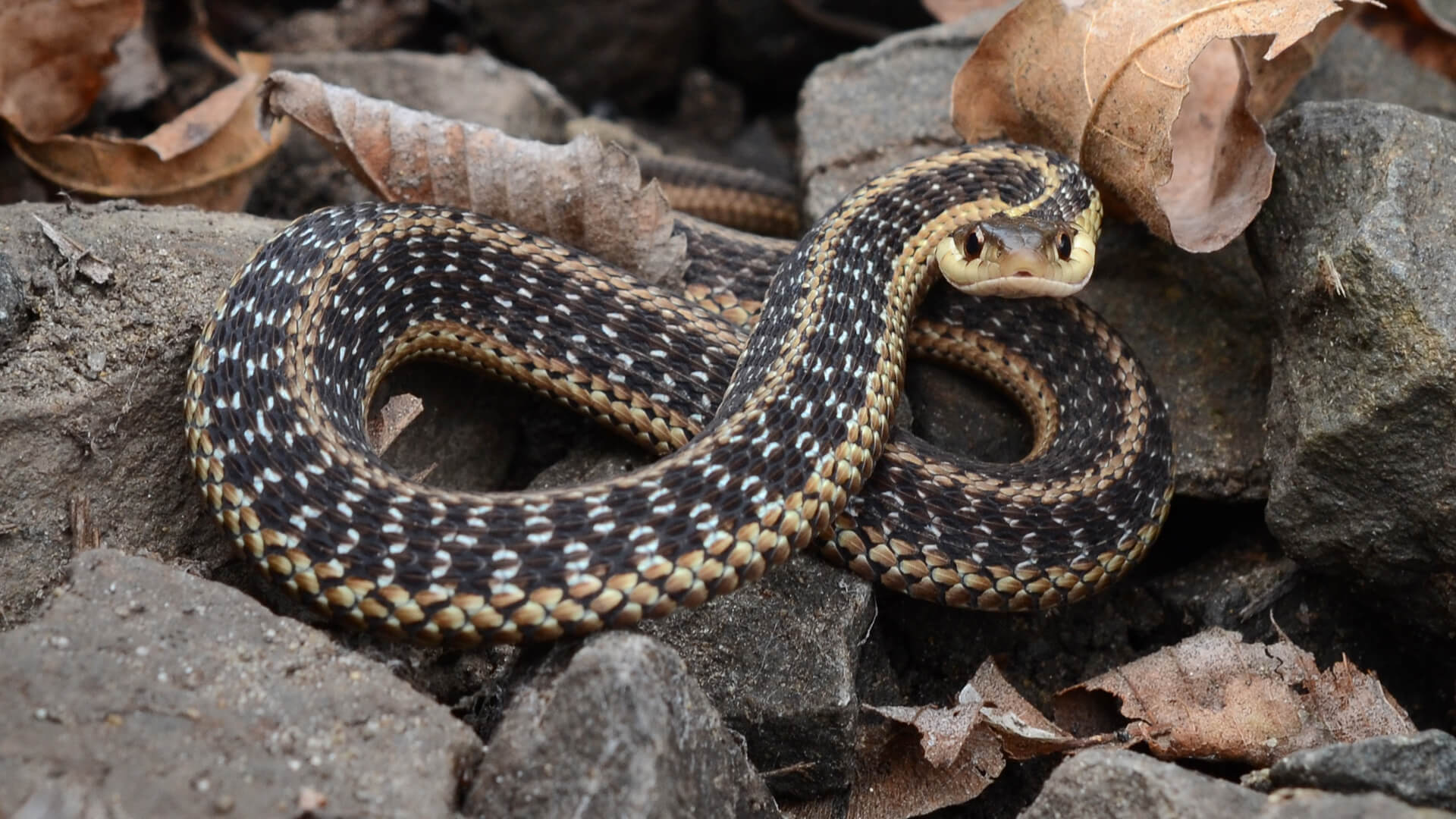Garter Snake