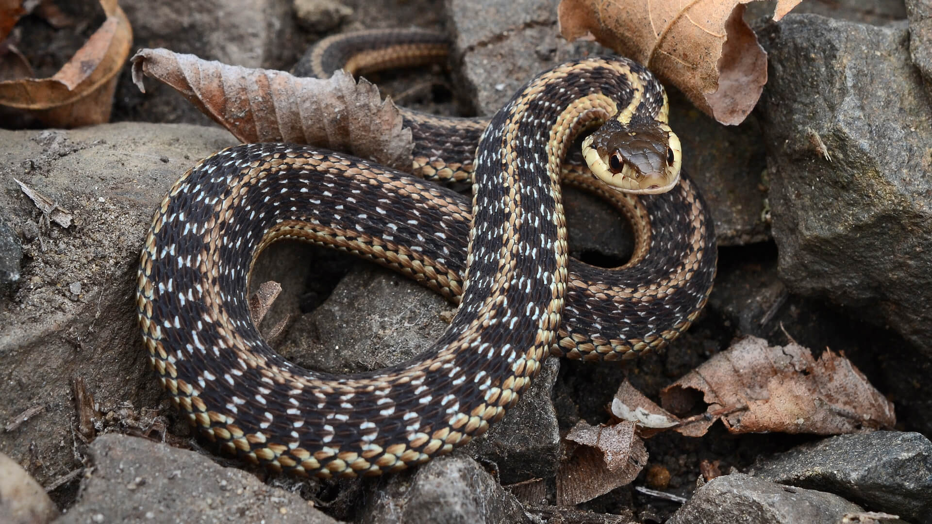 Garter Snake