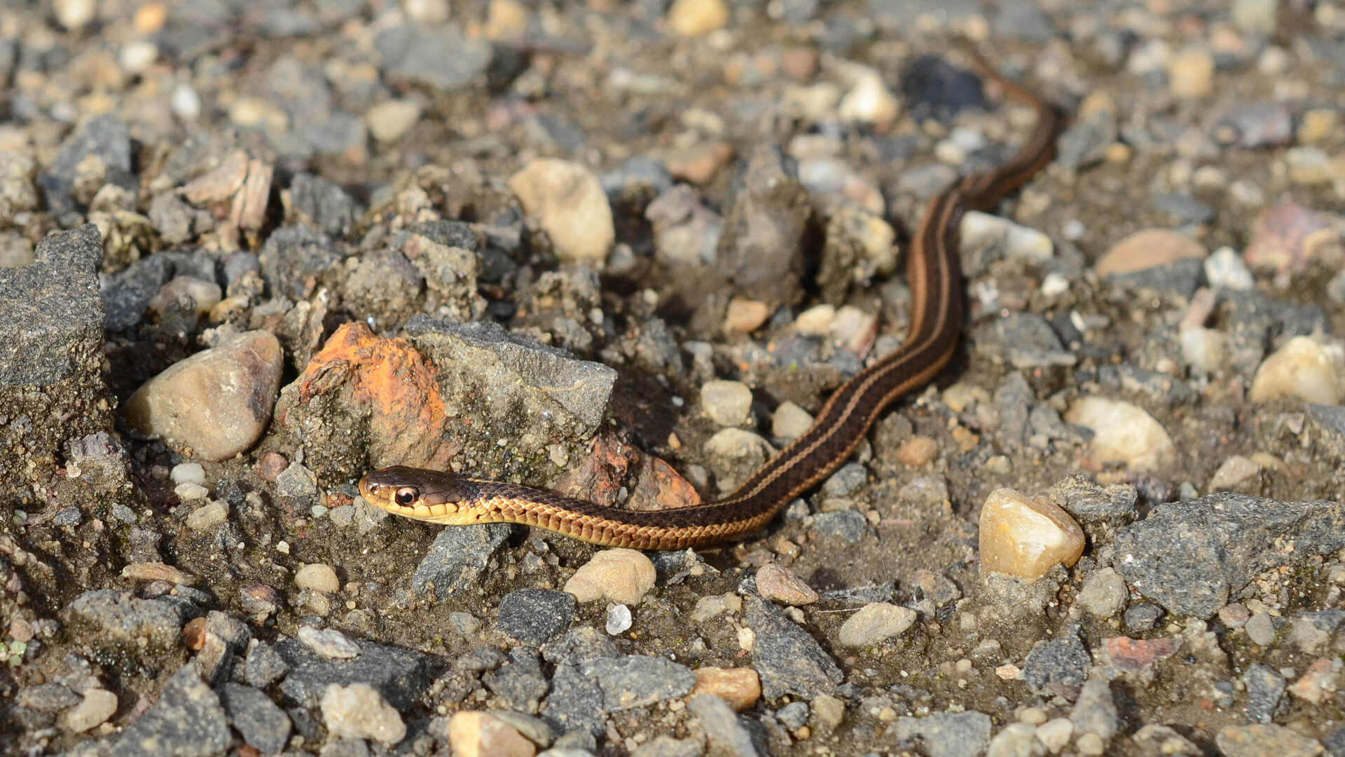 Garter Snake