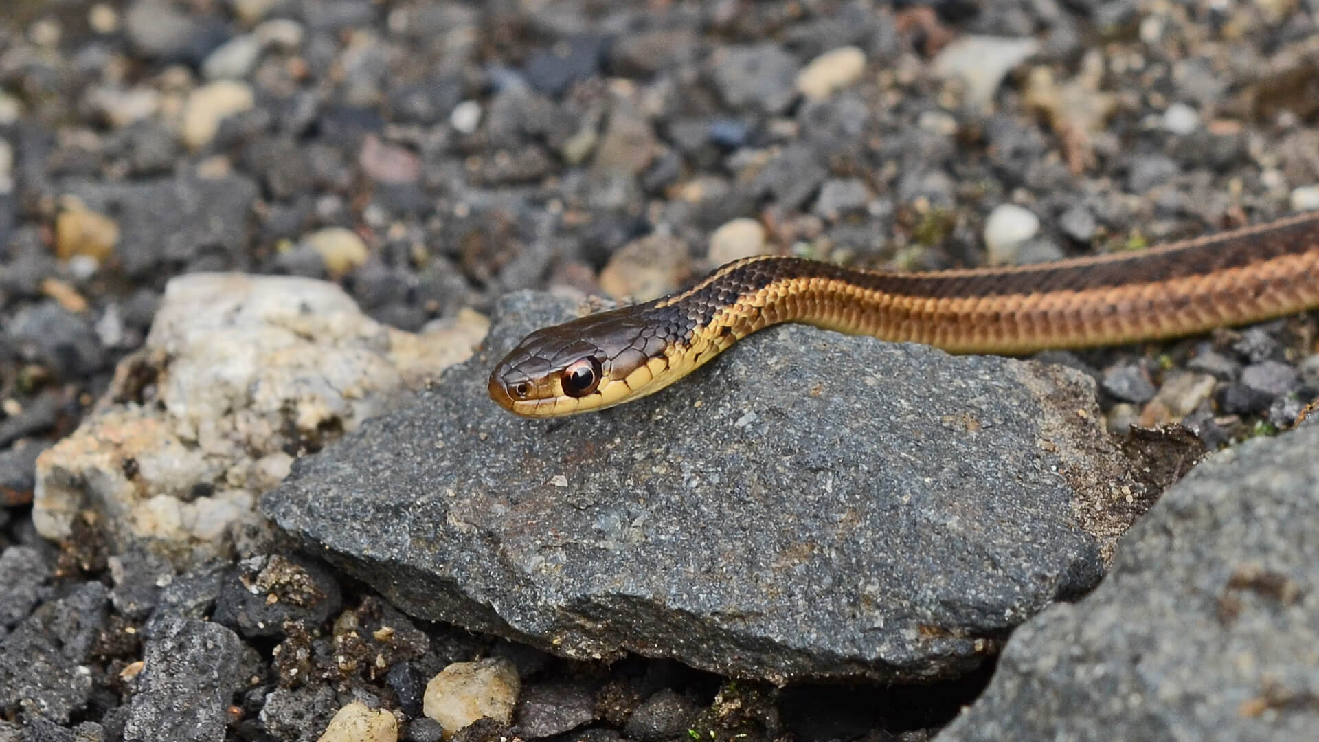 Garter Snake