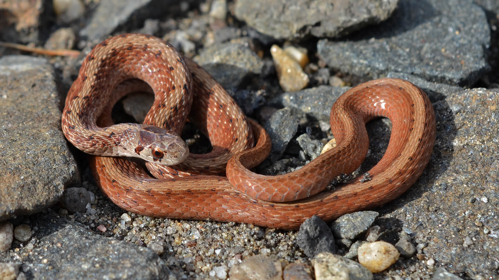 Brown Snake