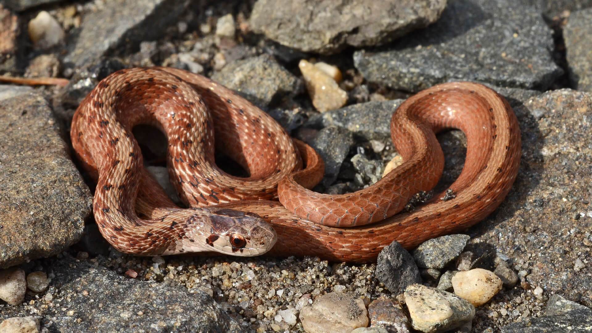 Brown Snake