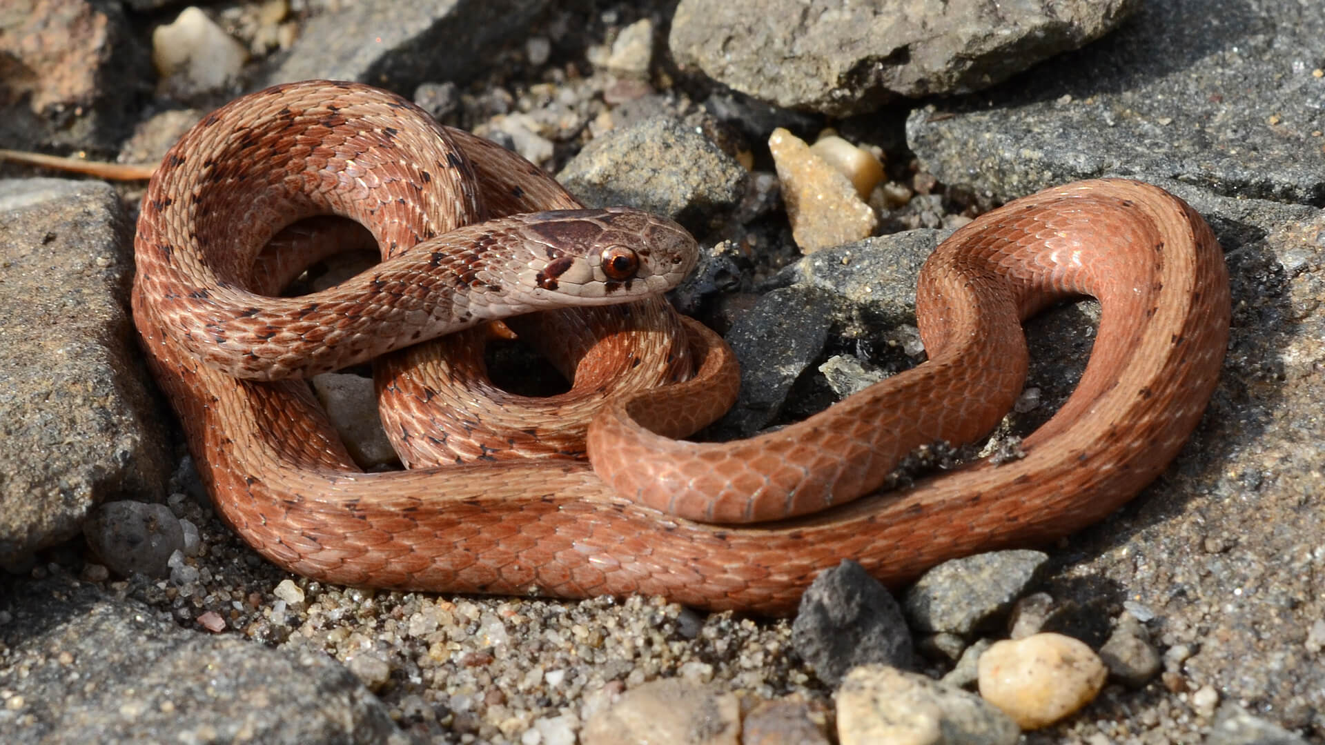Brown Snake