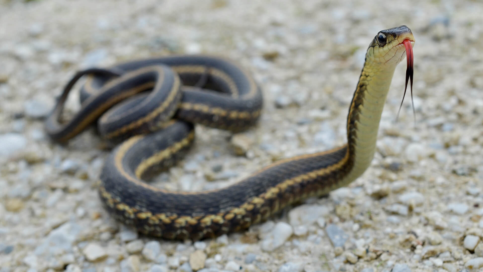 Garter Snake