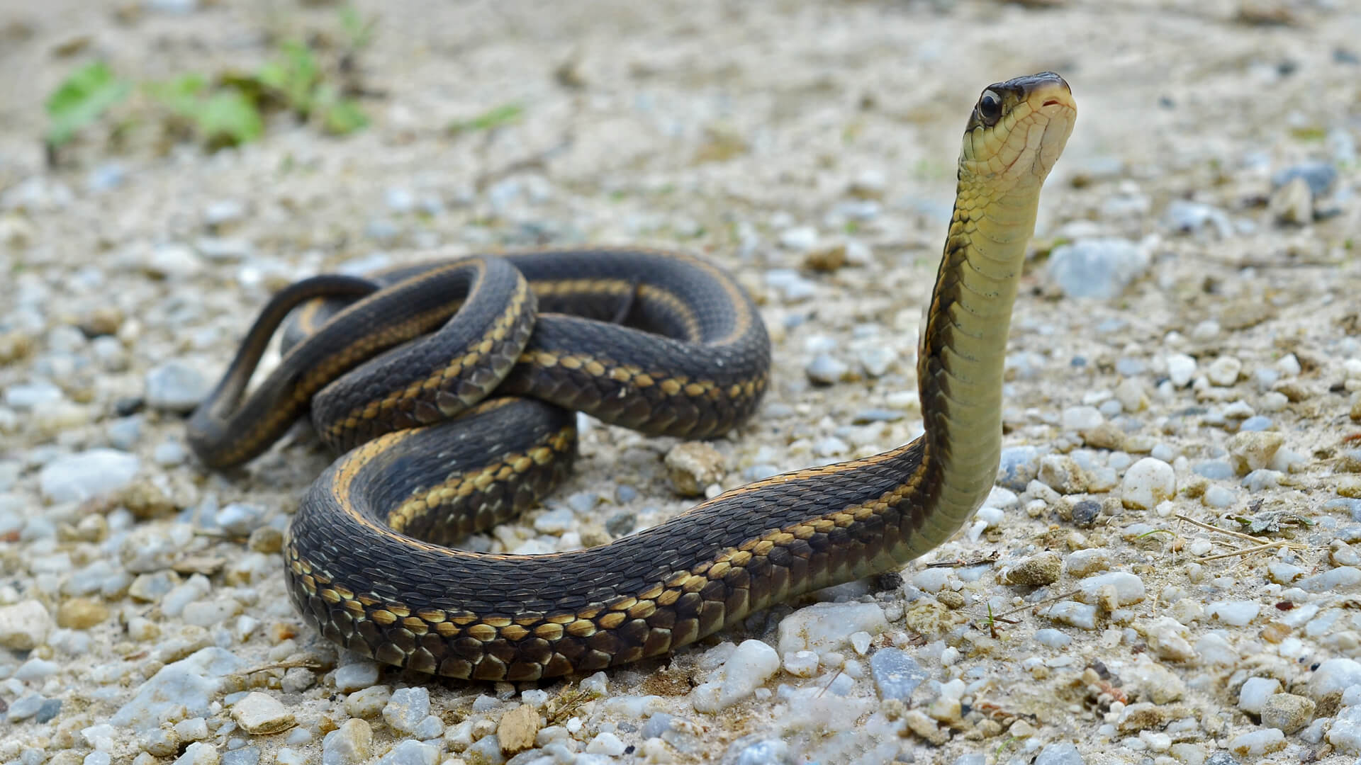 Garter Snake