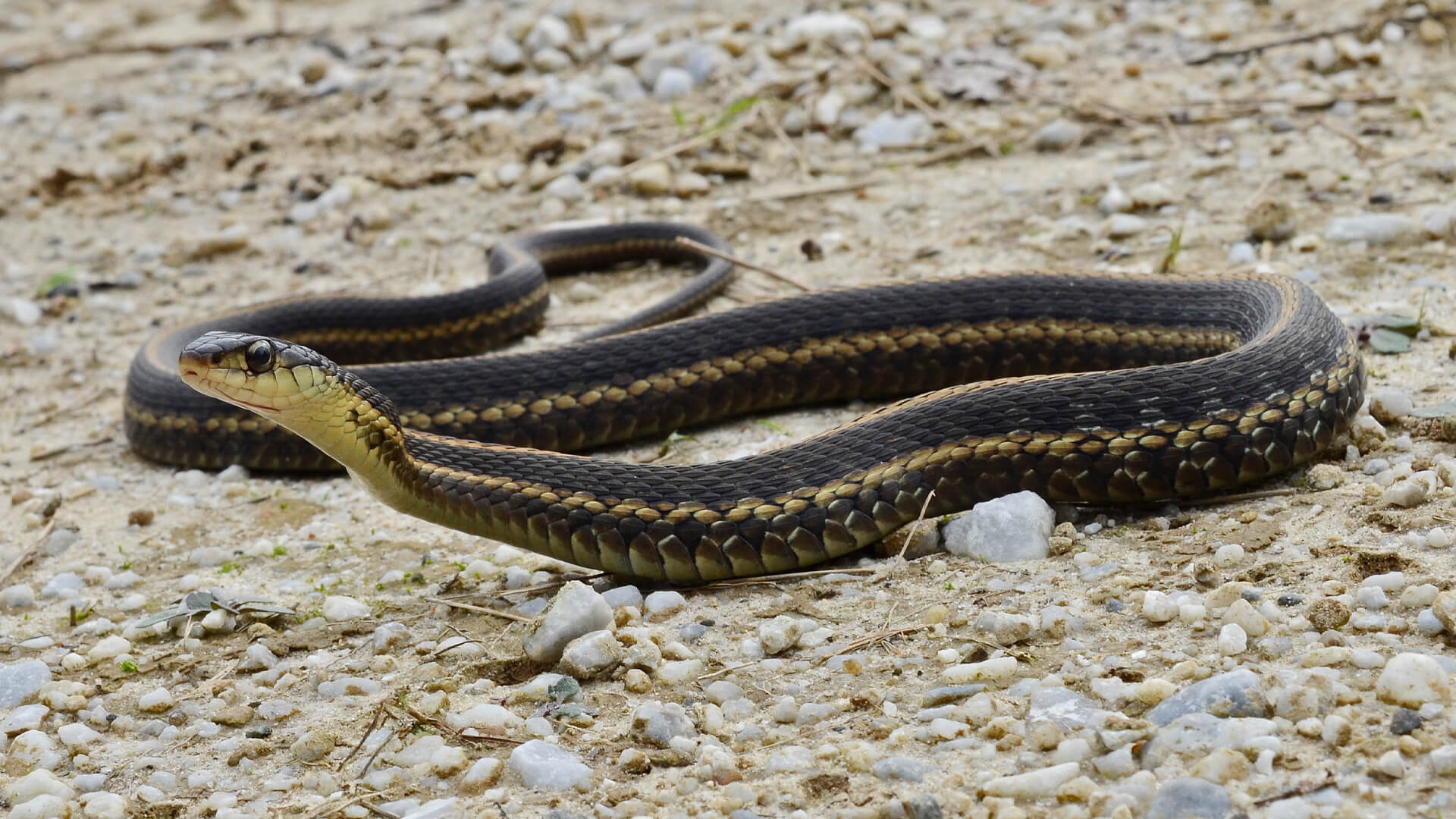 Garter Snake