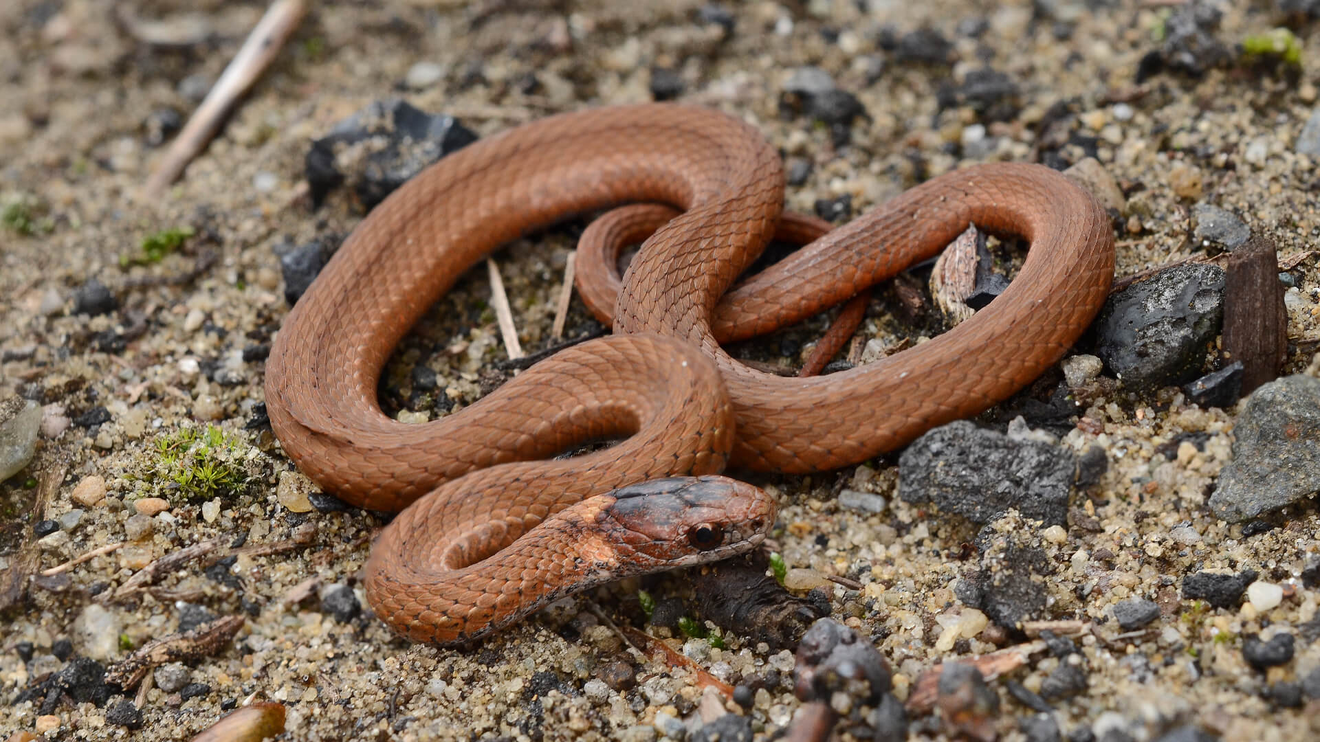 Redbelly Snake
