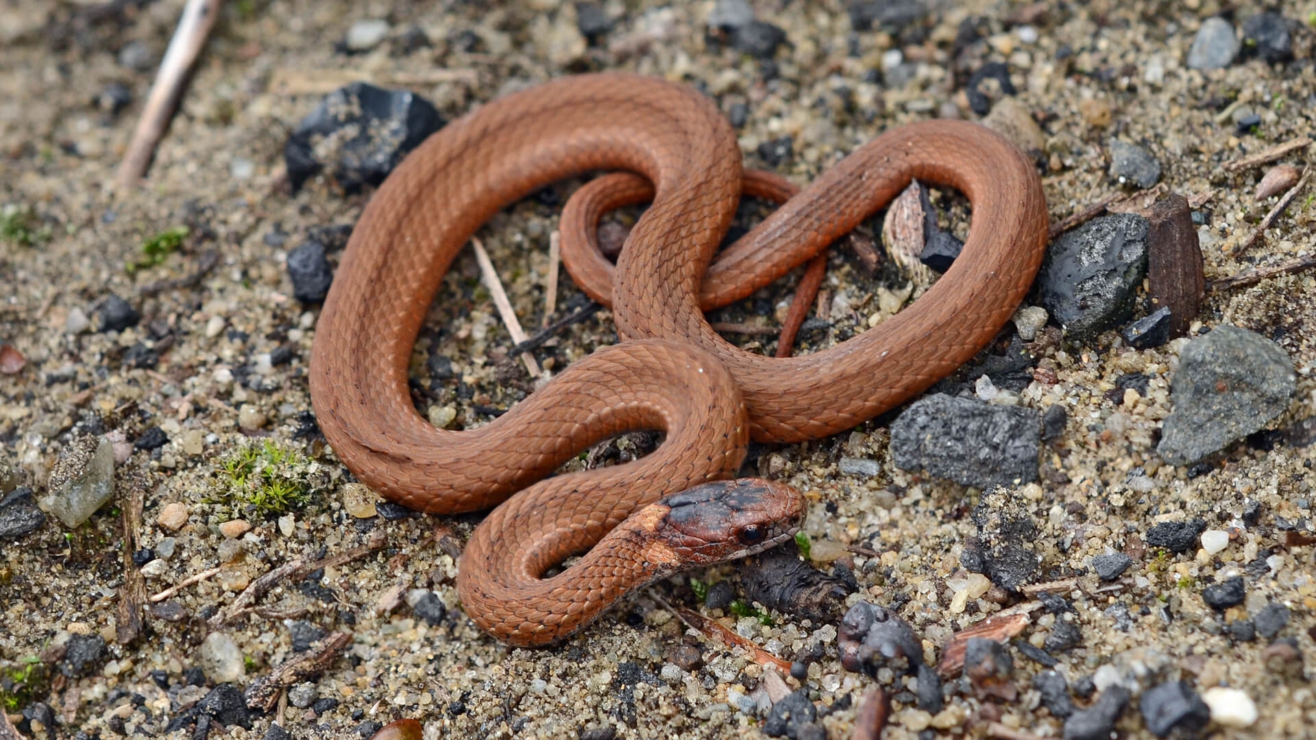 Brown Morph Redbelly Snake for Comparison