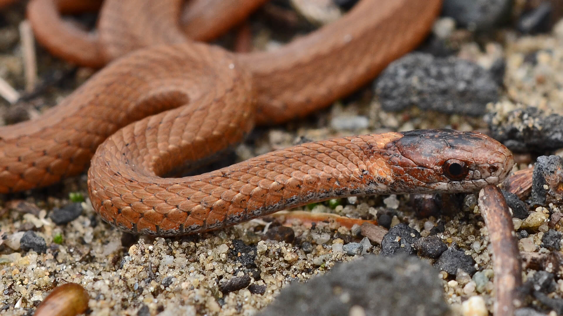 Redbelly Snake