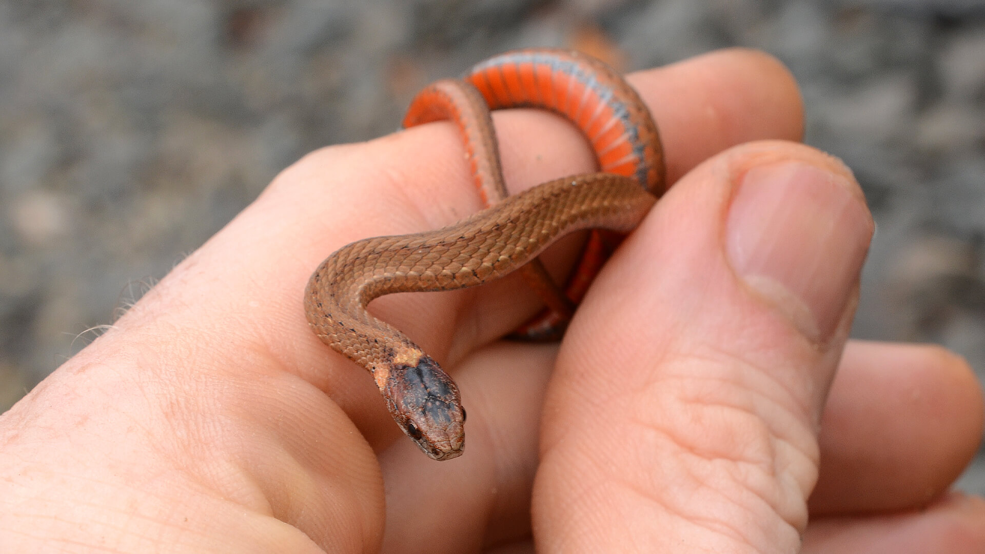 Redbelly Snake