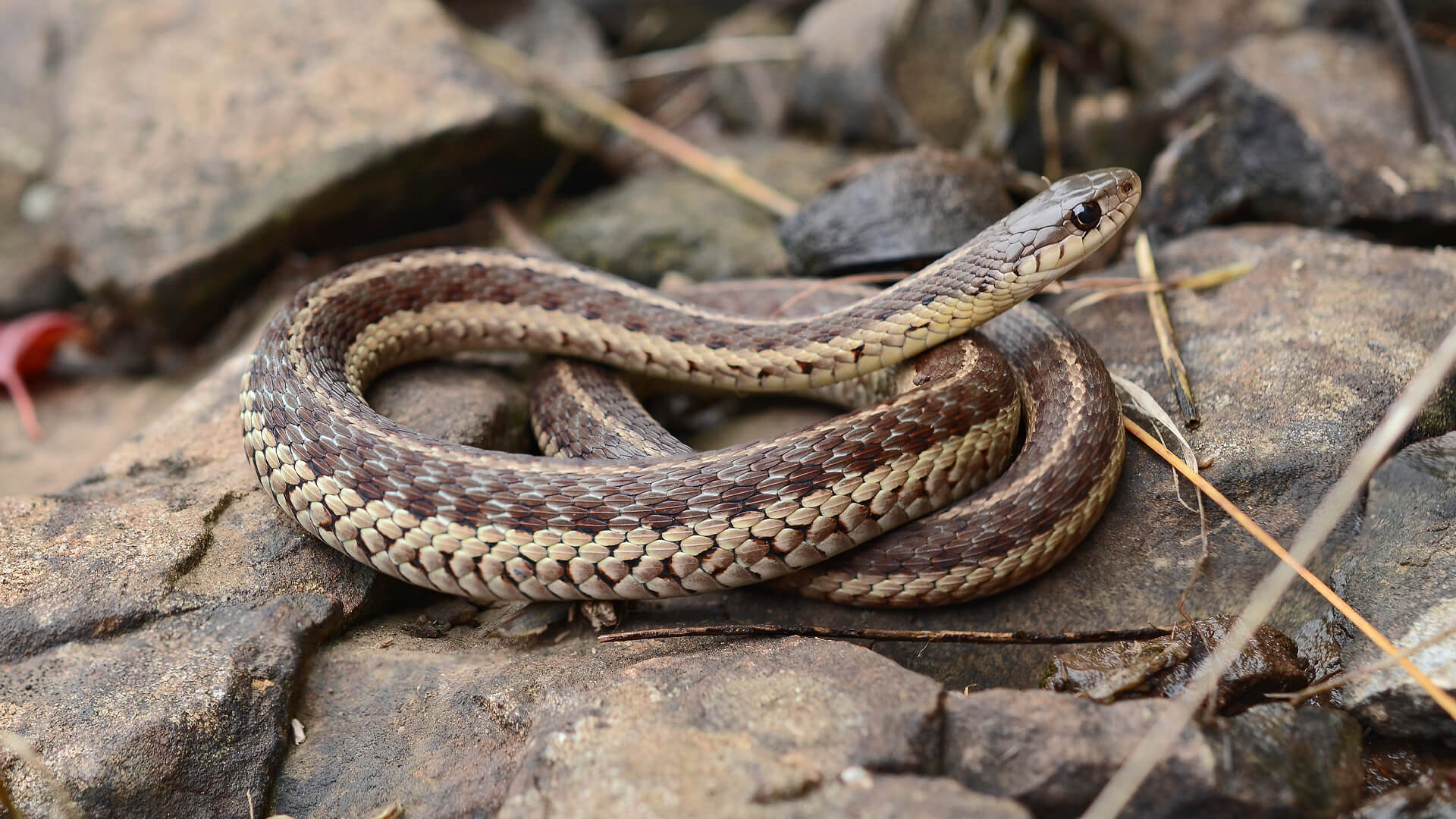 Garter Snake