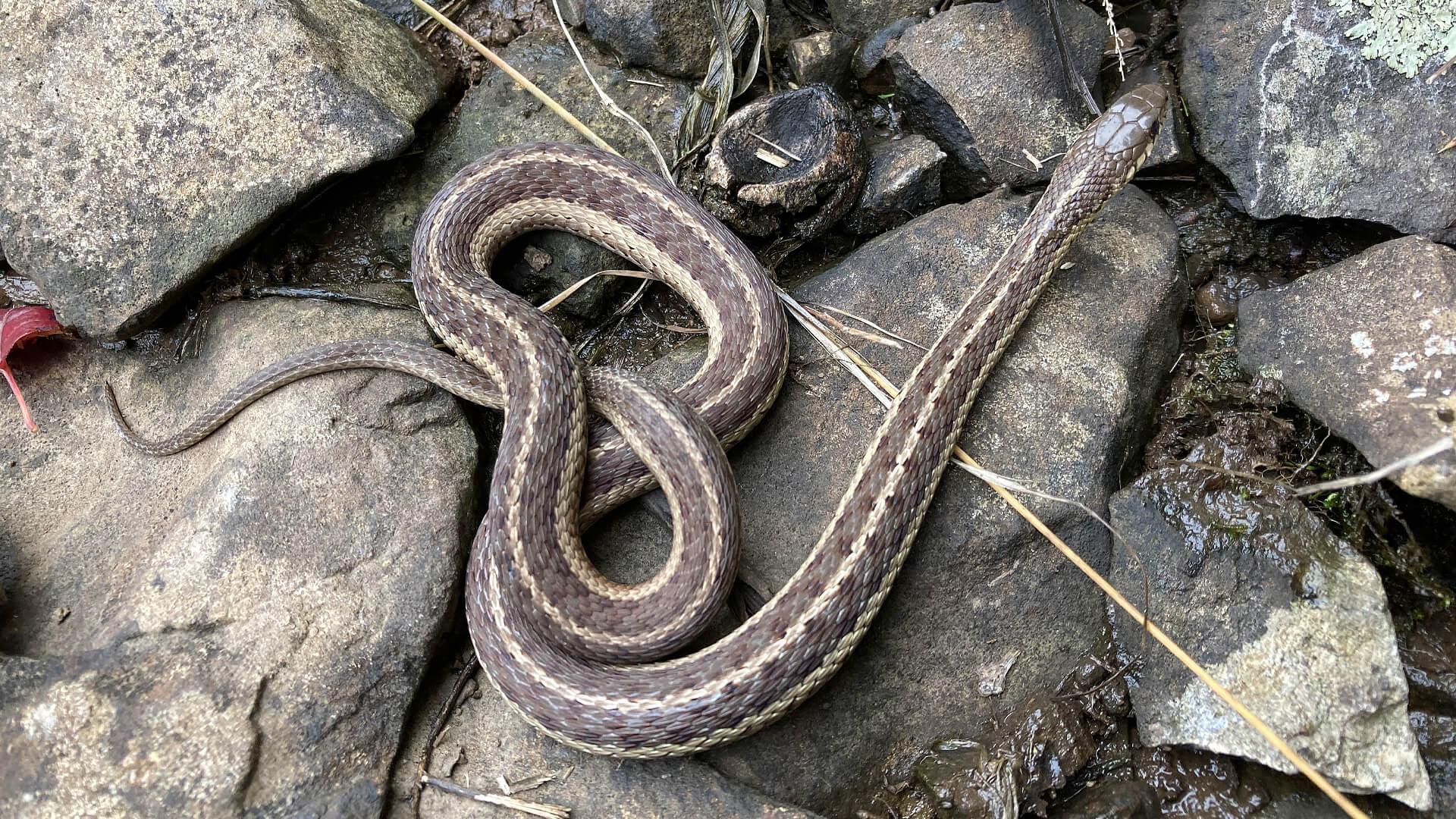 Garter Snake