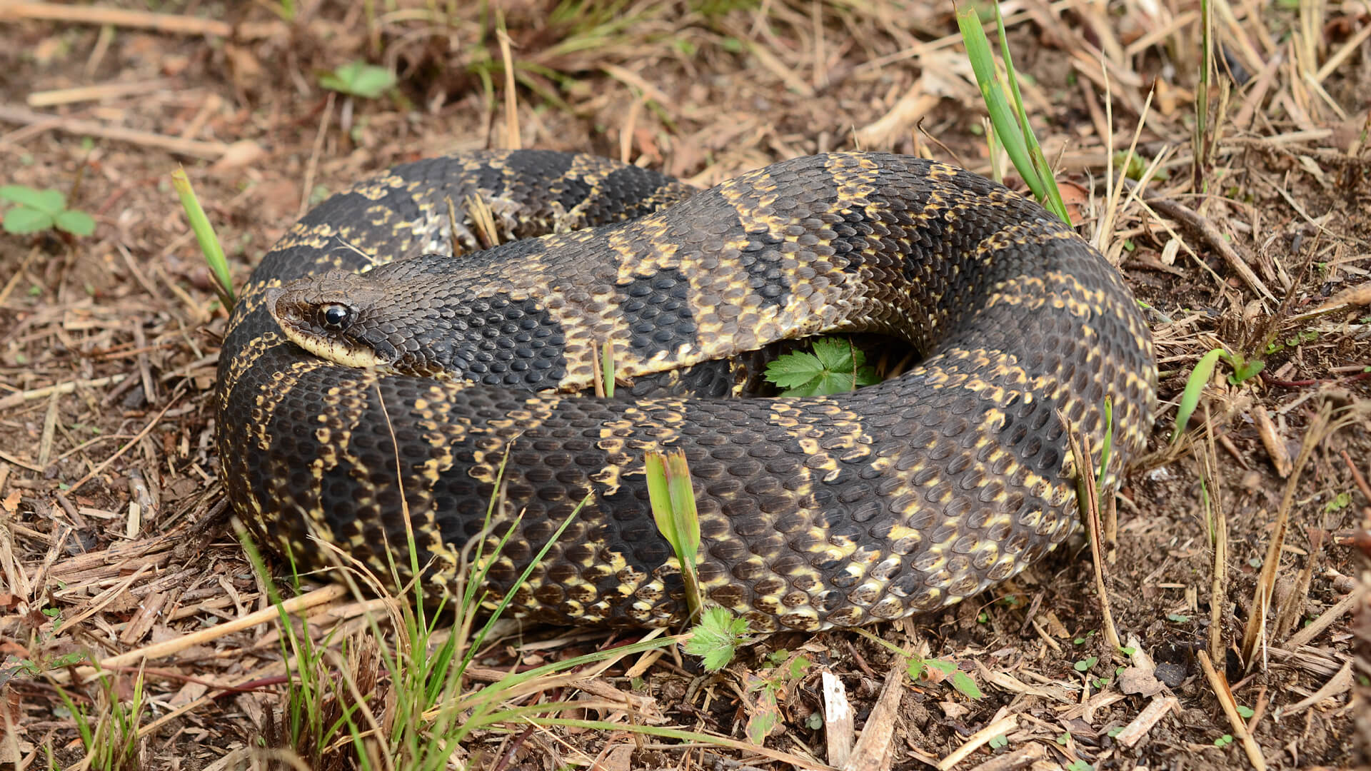 Hognose Snake
