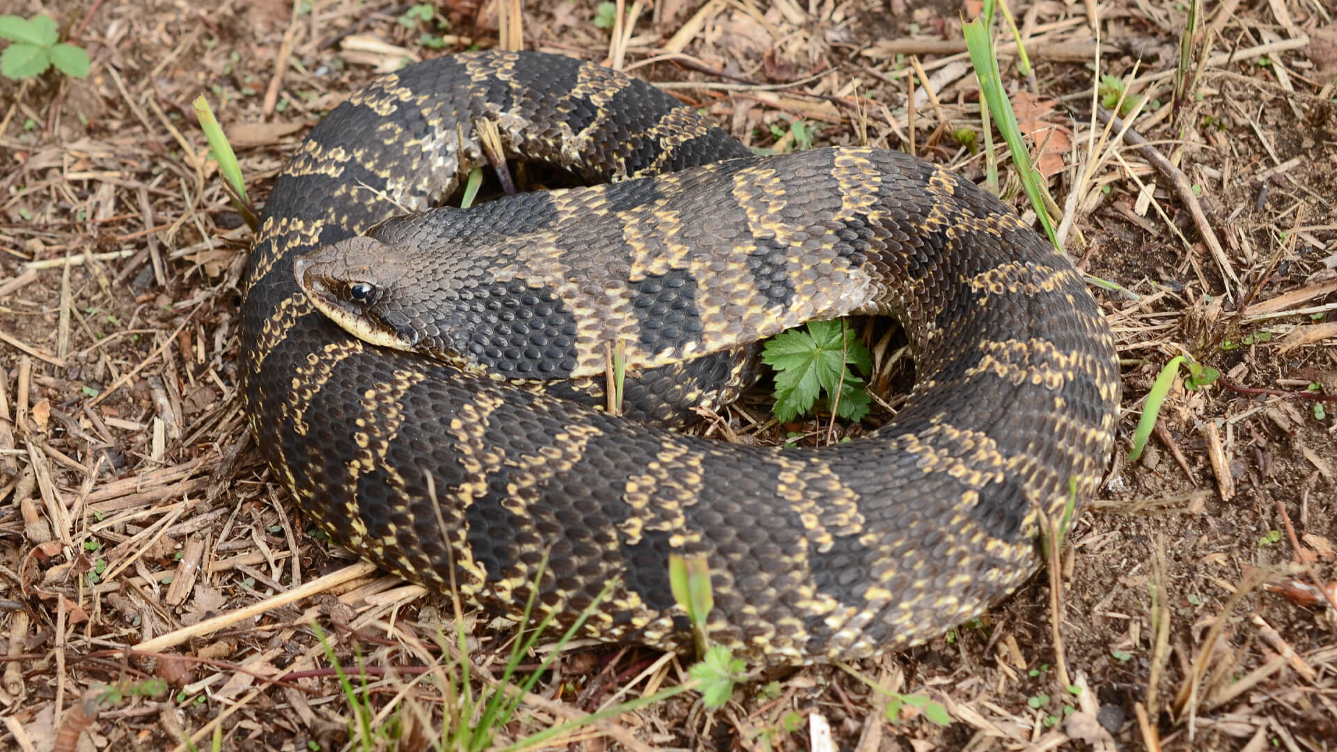 Hognose Snake