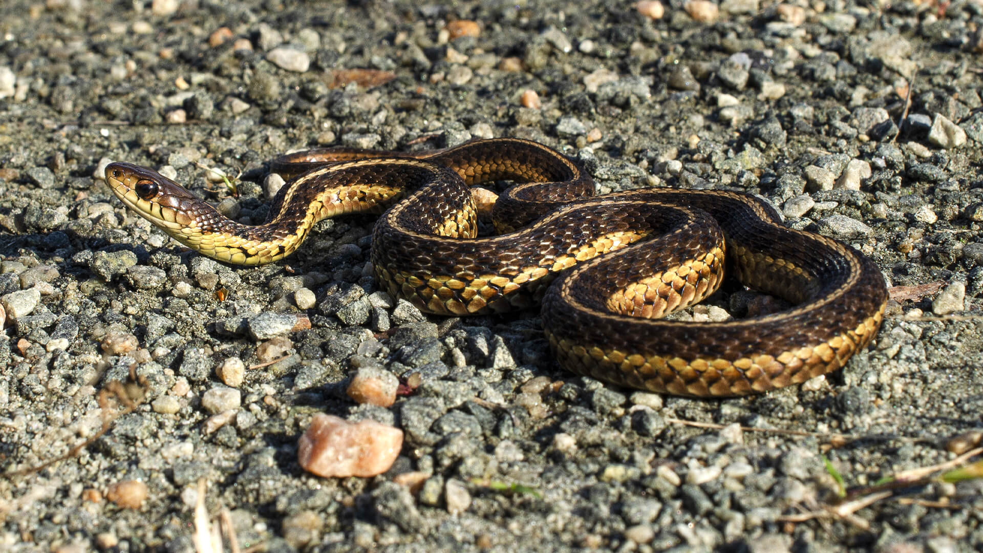 Garter Snake