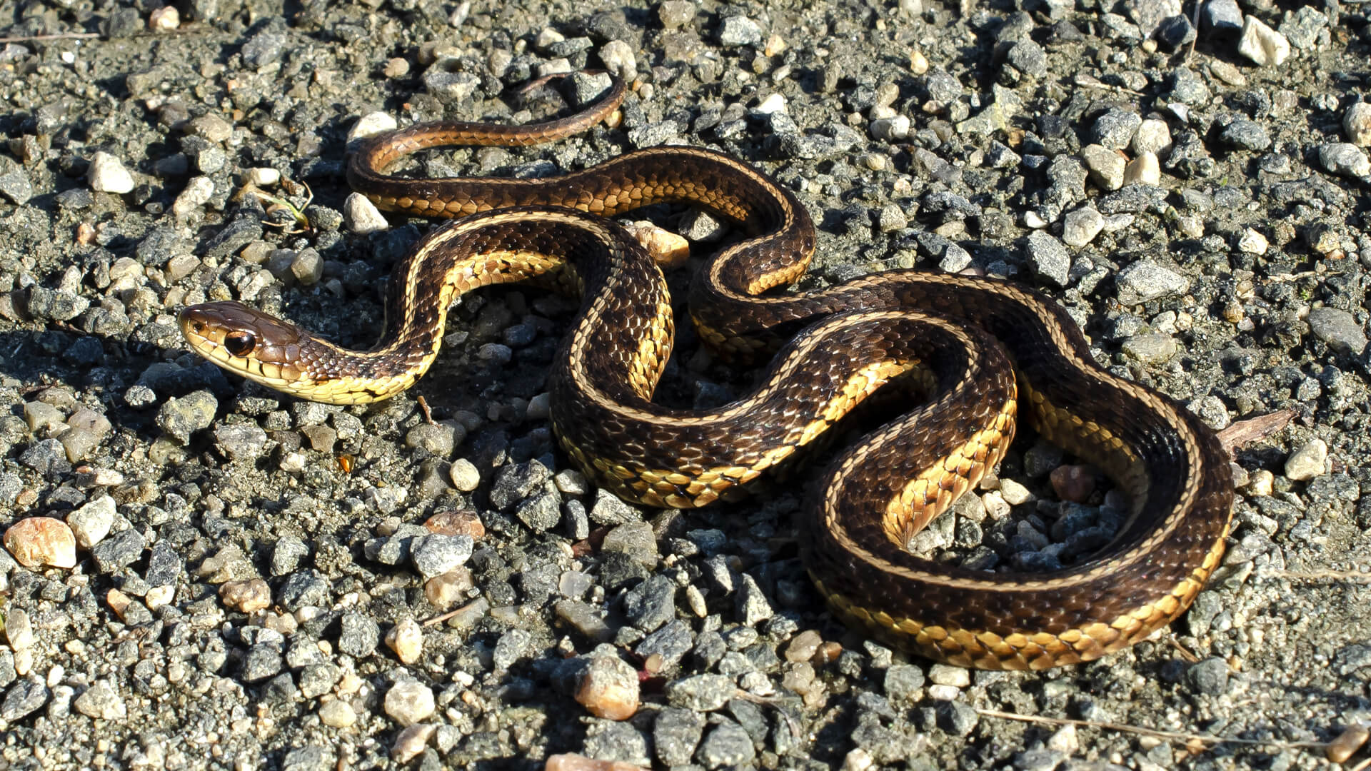Garter Snake