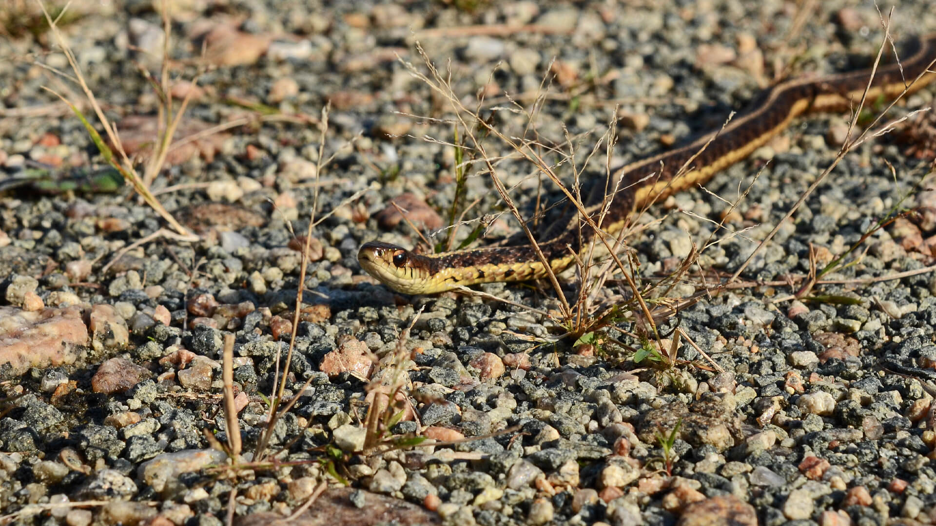 Garter Snake